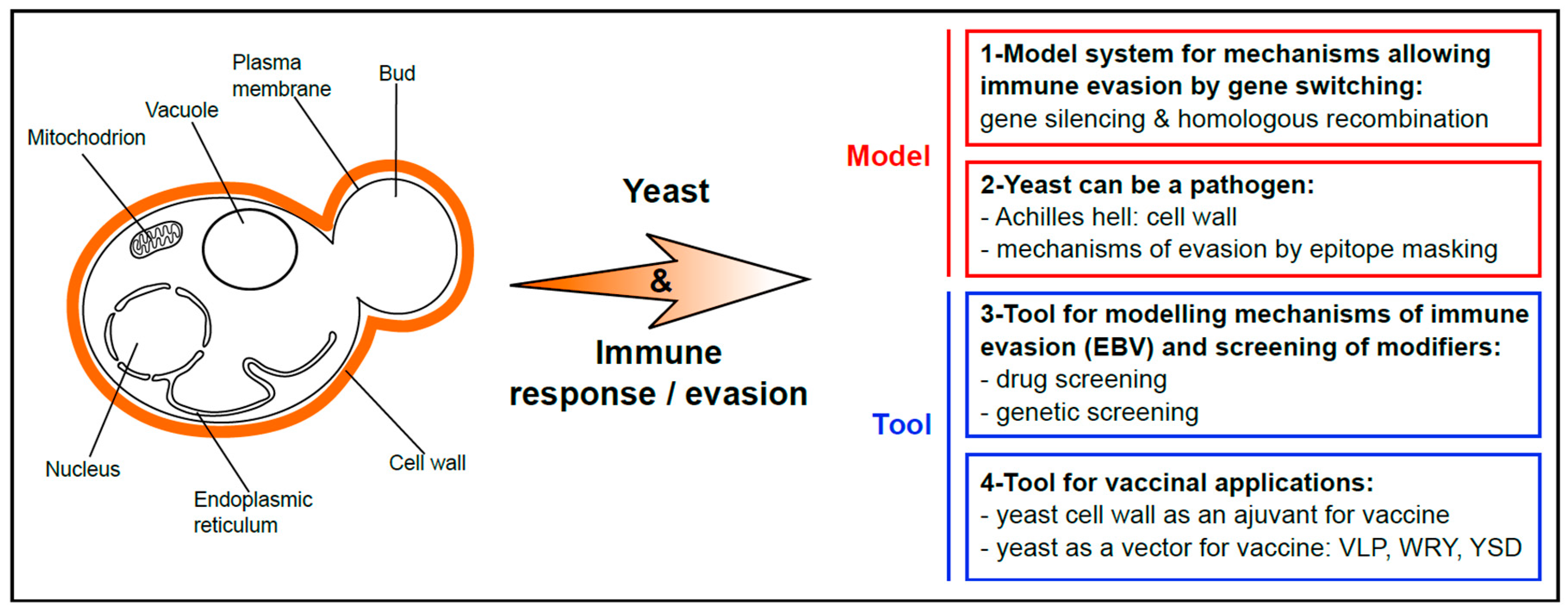 Genes 10 00667 g001 Genes 10 00667 g001