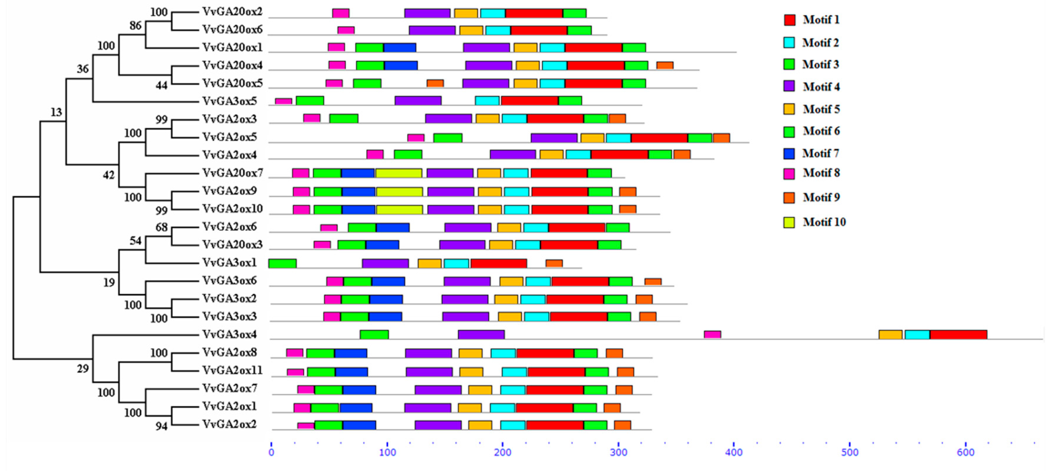 Genes 10 00680 g003 Genes 10 00680 g003