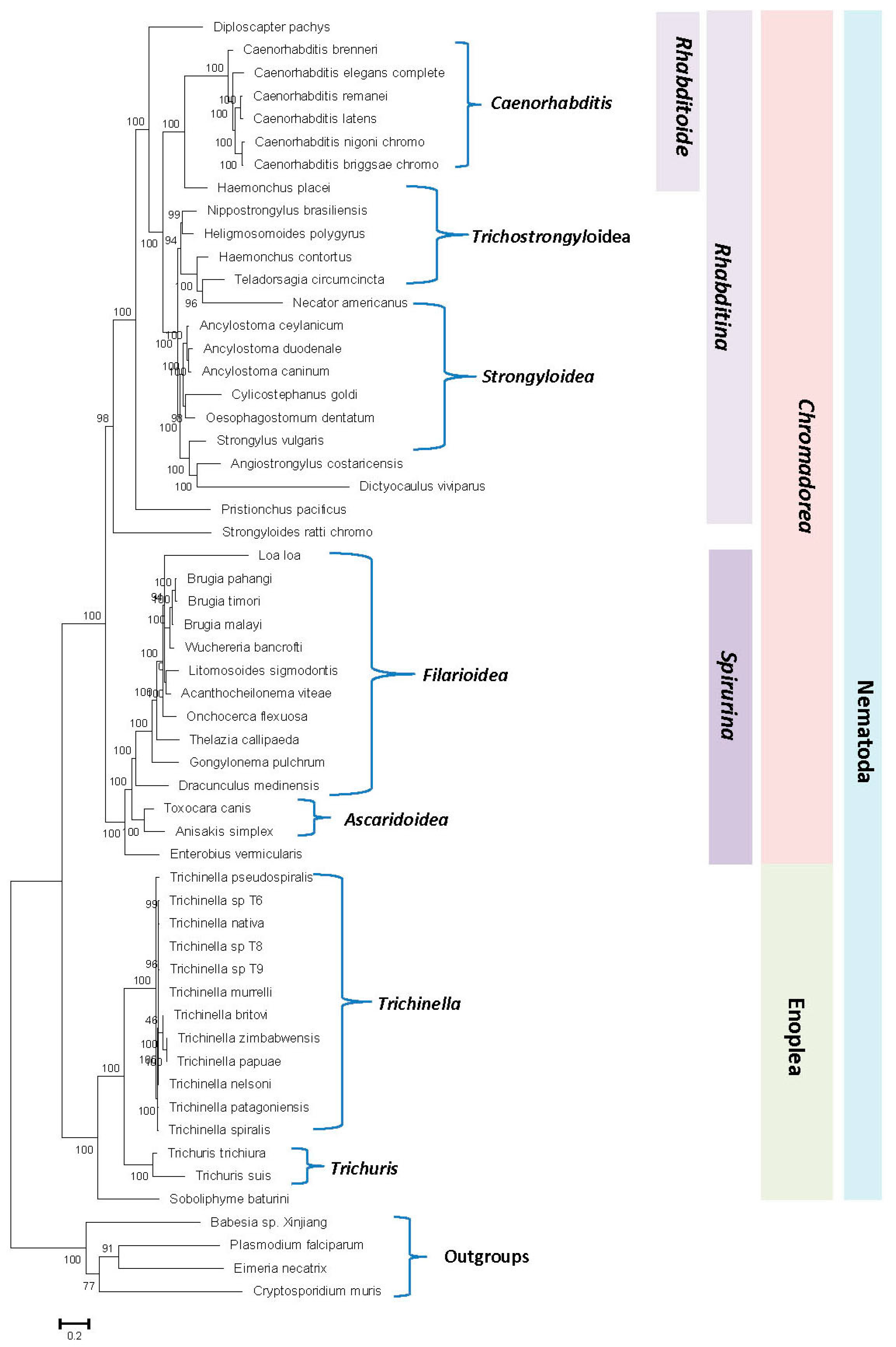 Novel and improved Caenorhabditis briggsae gene models generated