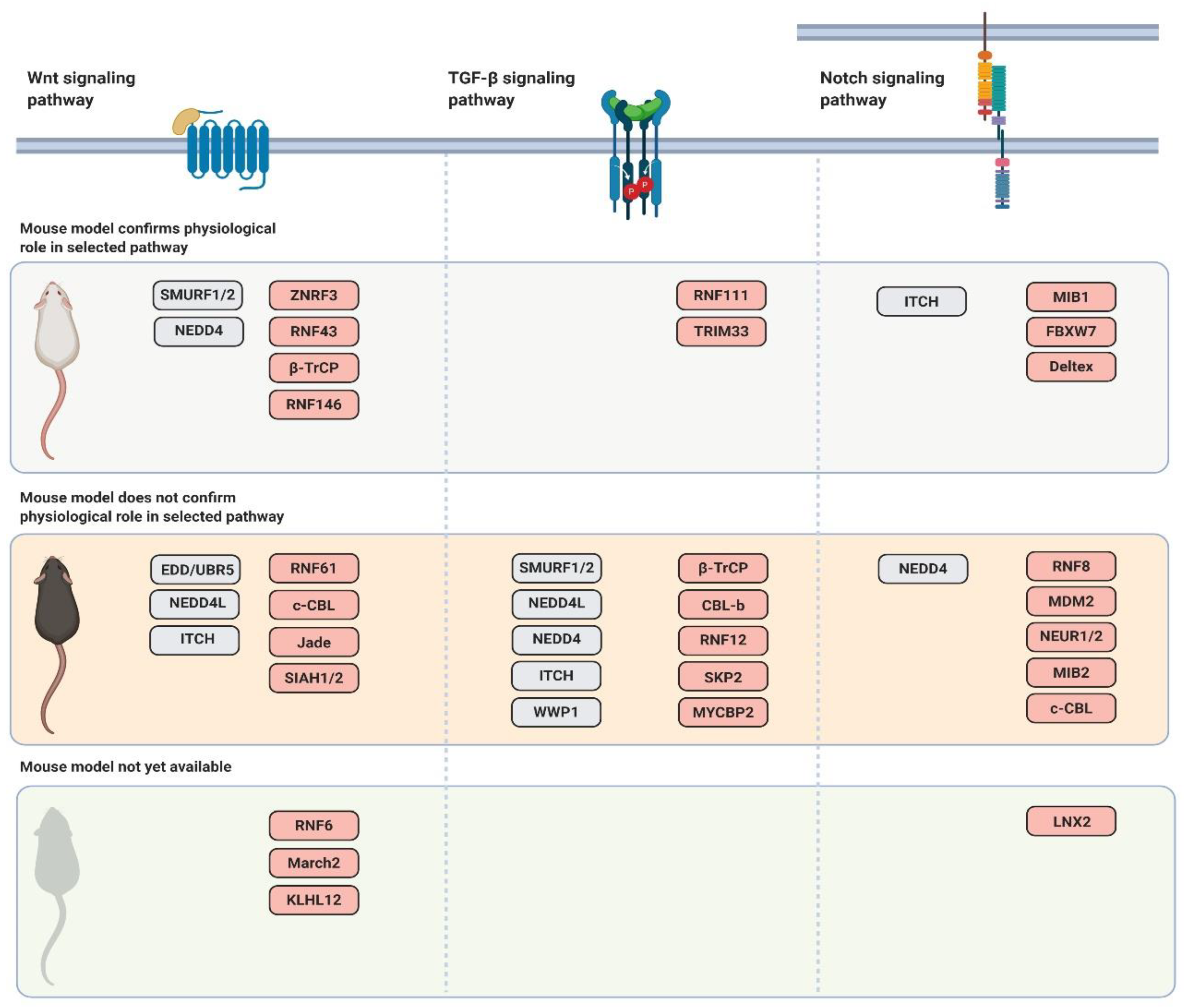 Genes | Free Full-Text | Ubiquitin Ligases Involved in the Regulation of  Wnt, TGF-β, and Notch Signaling Pathways and Their Roles in Mouse  Development and Homeostasis