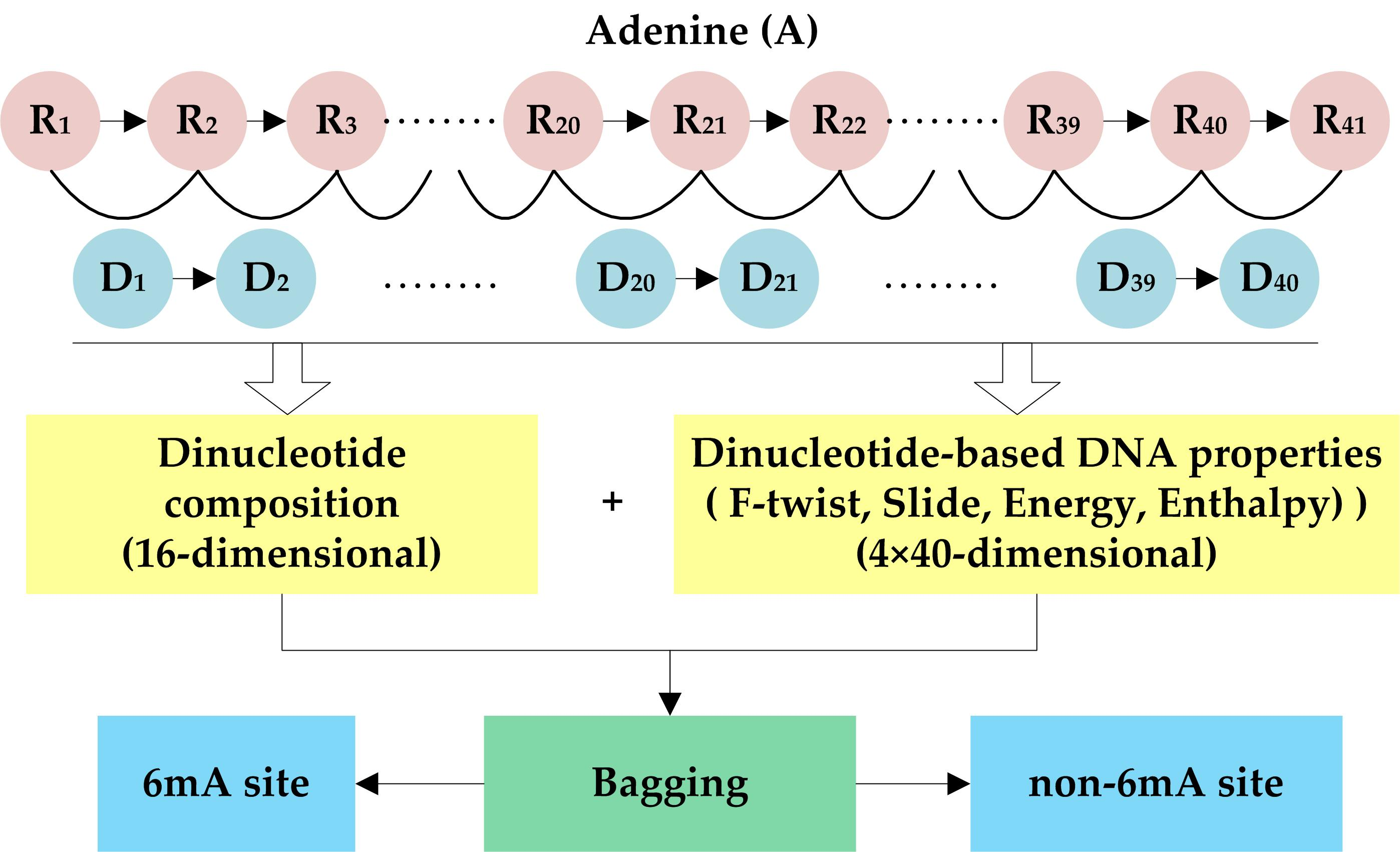 Genes Free Full Text I Ma Dncp Computational Identification Of Dna N Methyladenine Sites