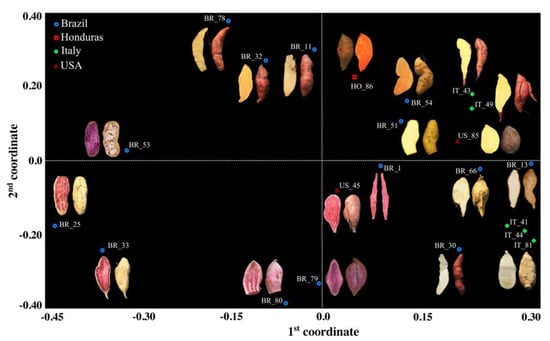 Genes Free Full Text Diversity Analysis Of Sweet Potato Genetic Resources Using 