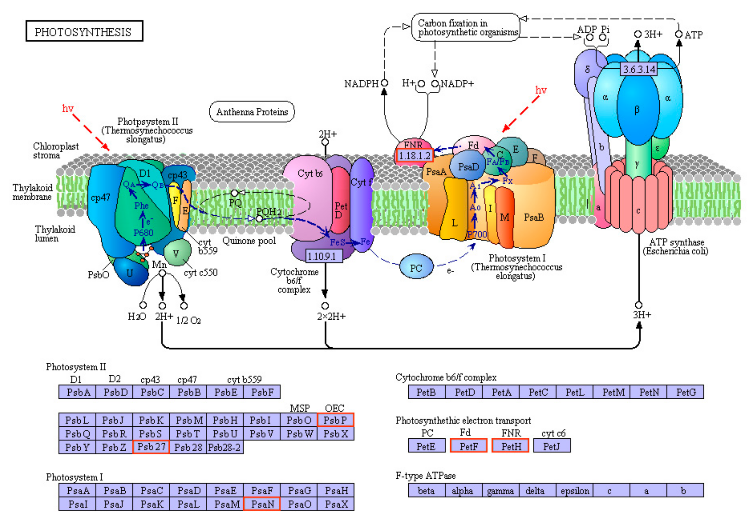 Genes 10 00853 g008 Genes 10 00853 g008