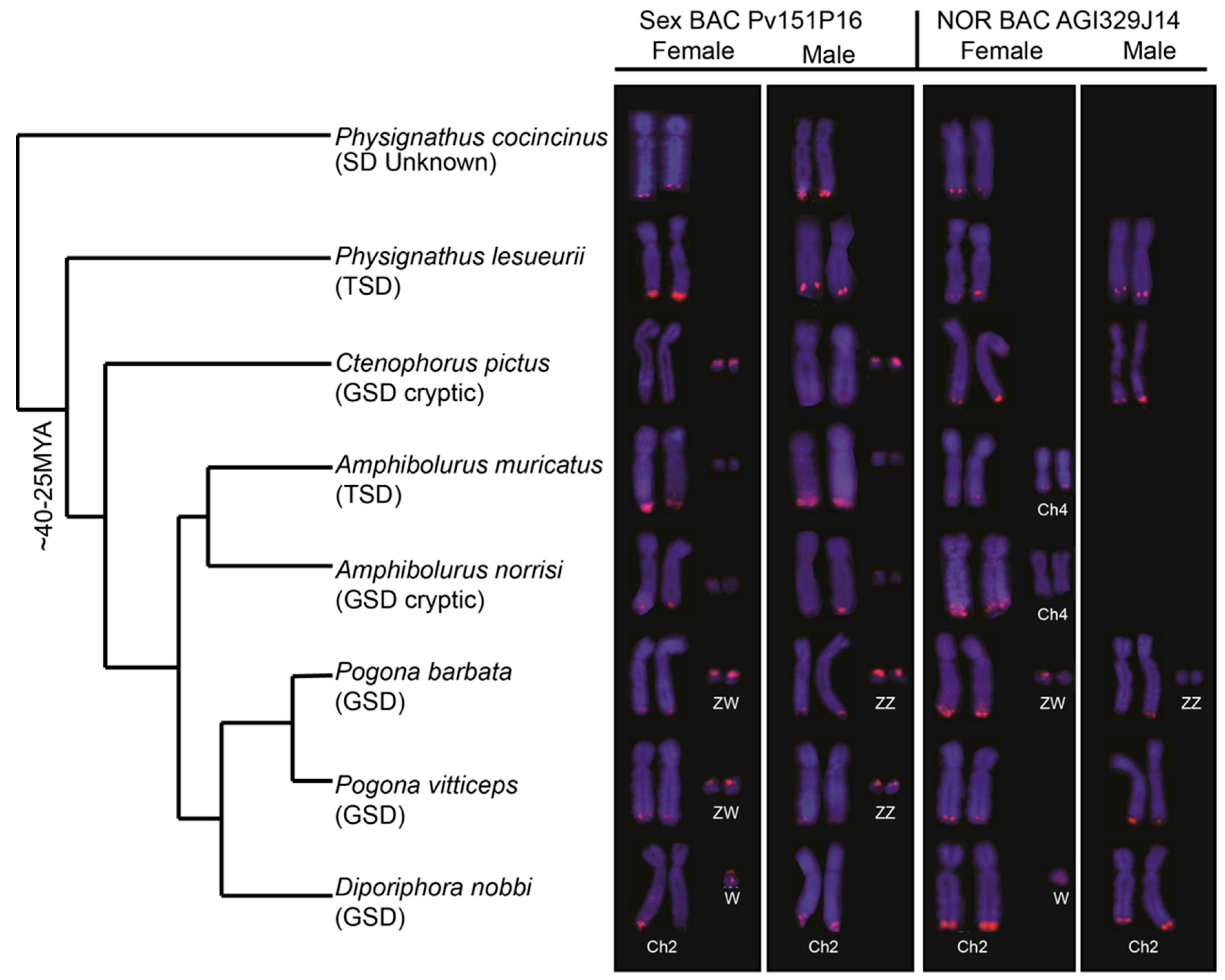 Genes Free Full Text Zw Sex Chromosomes In Australian Dragon Lizards Agamidae Originated 5980