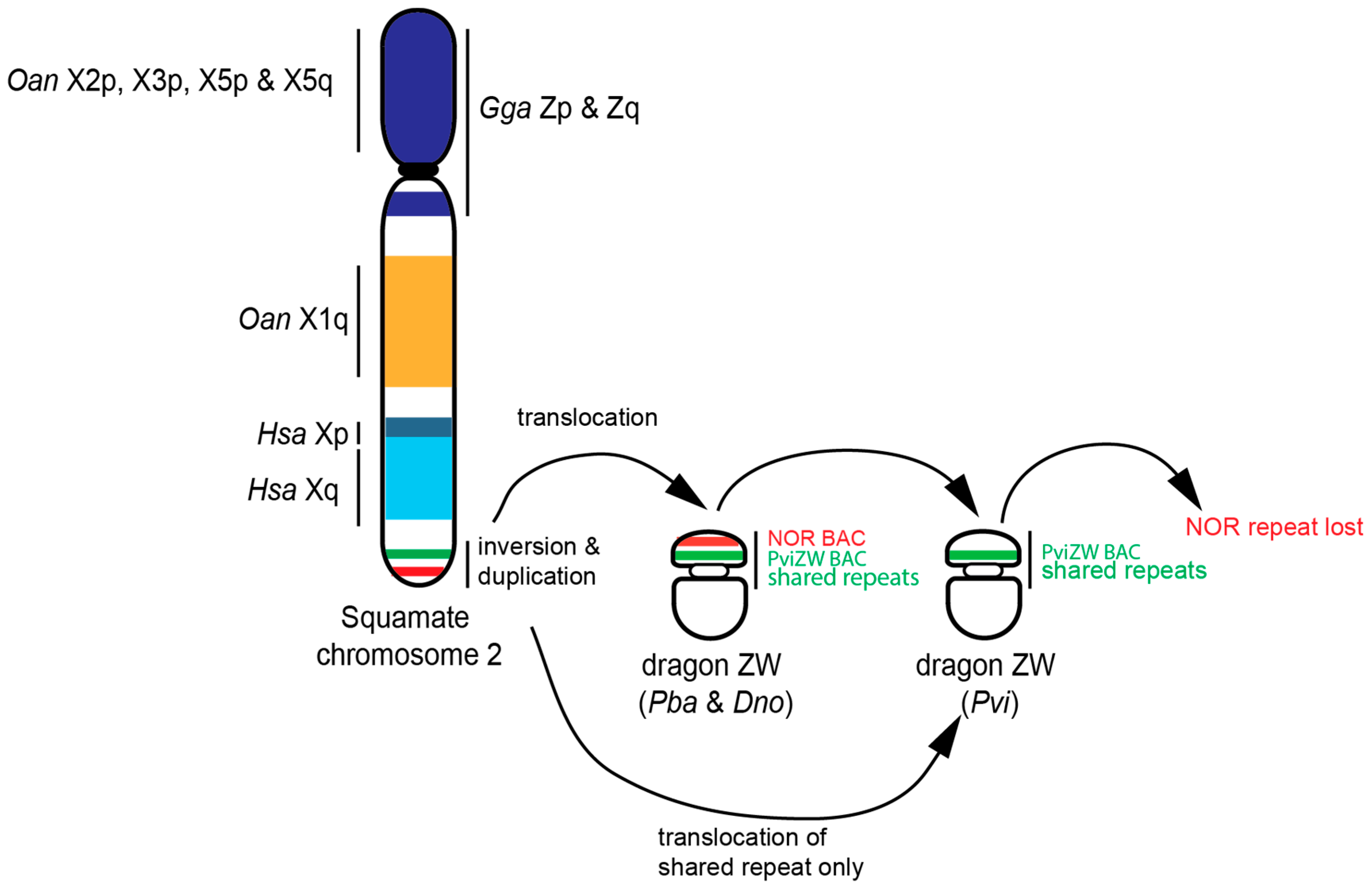 The Following Diagram Represents Two Nonhomologous Chromosomes