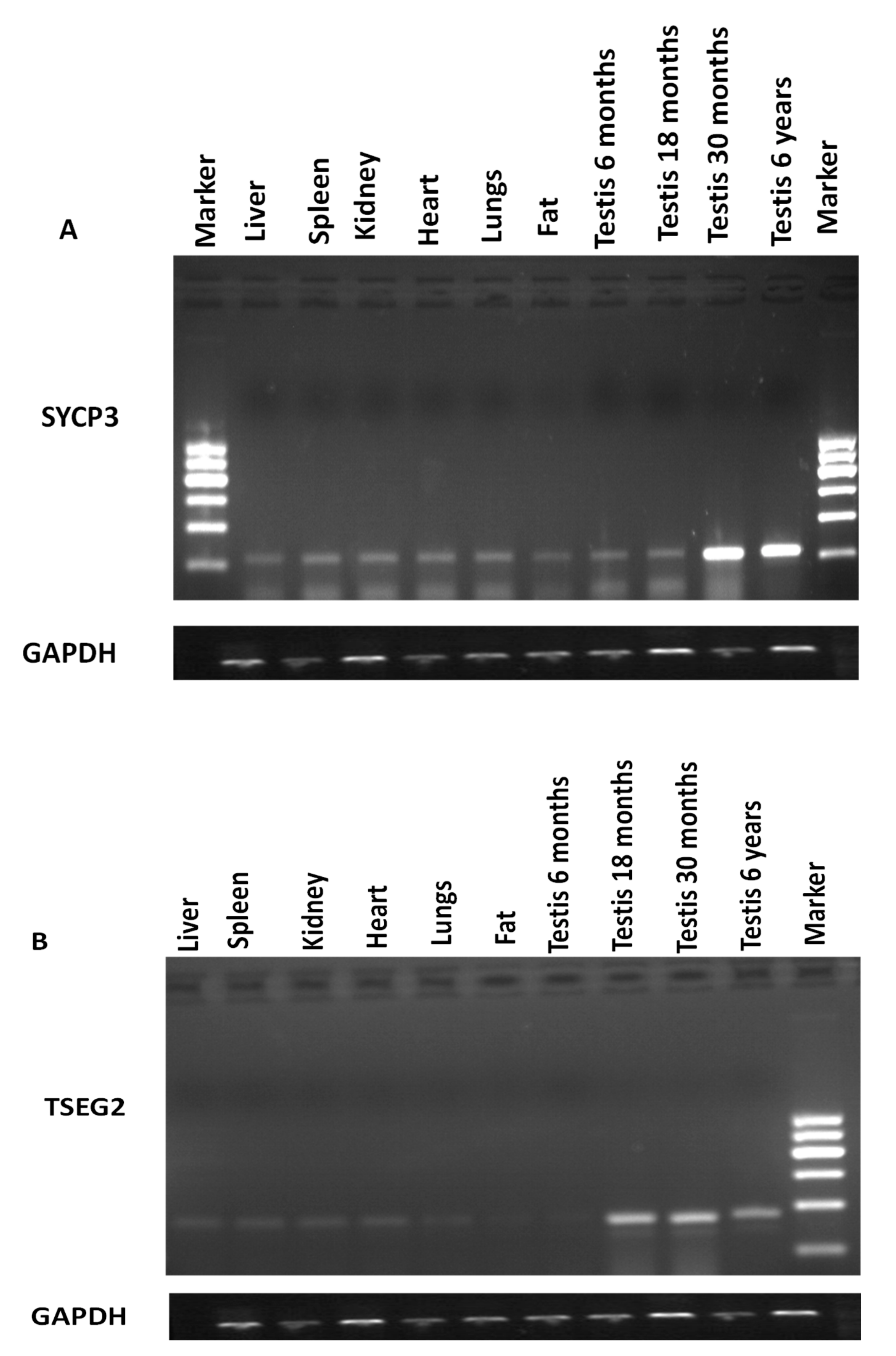 Genes 10 00867 g001 Genes 10 00867 g001