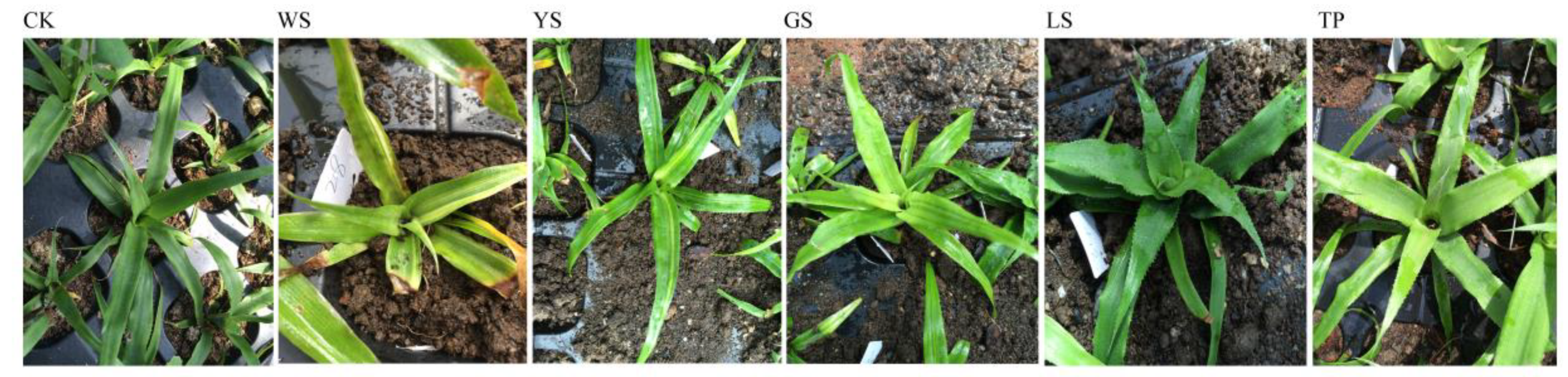 Genes 10 00877 g001 Genes 10 00877 g001