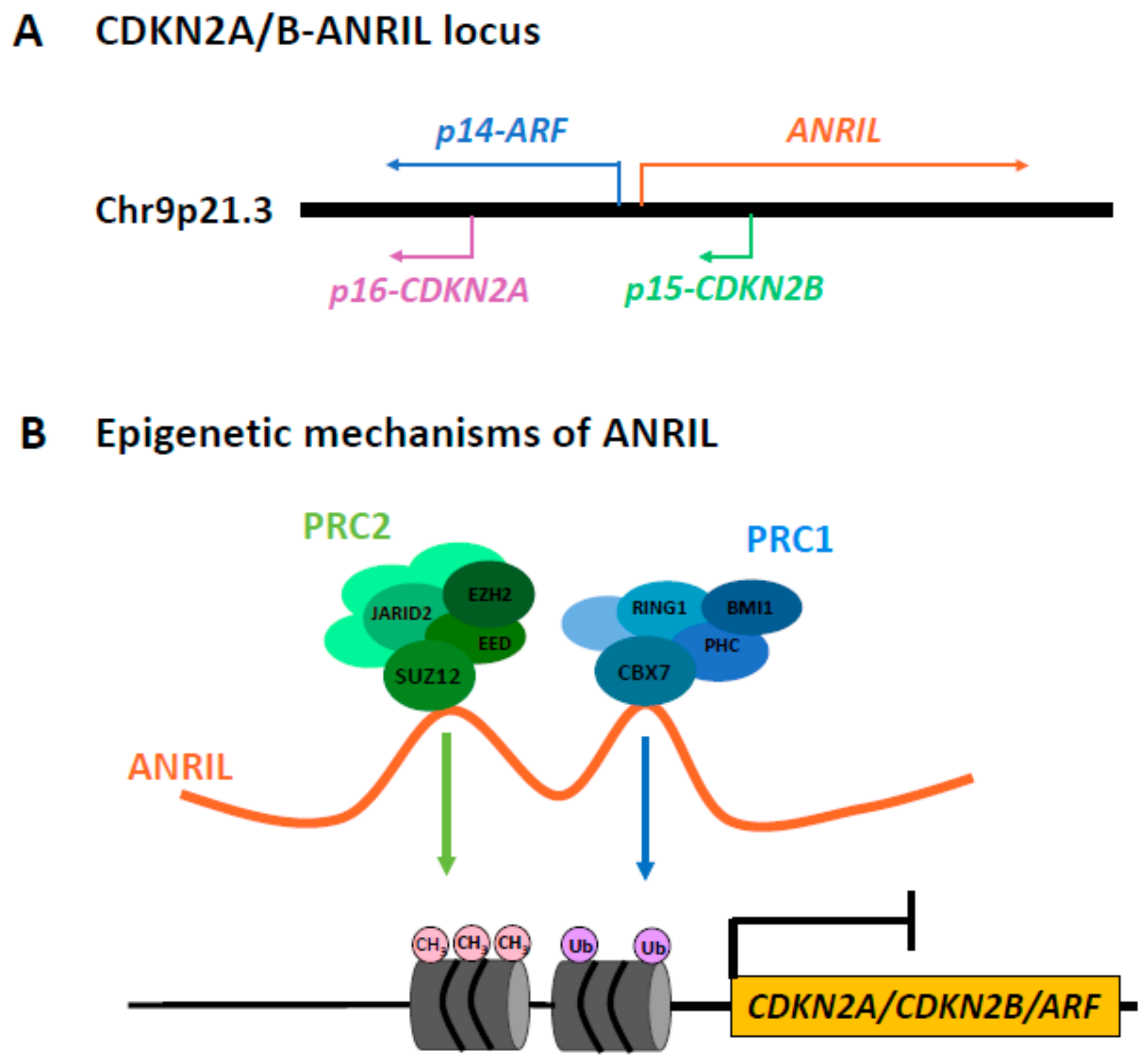 Genes Free Full Text Non Coding Rna And Tumor Development In Neurofibromatosis Type 1 Anril Rs2151280 Is Associated With Optic Glioma Development And A Mild Phenotype In Neurofibromatosis Type 1 Patients Html