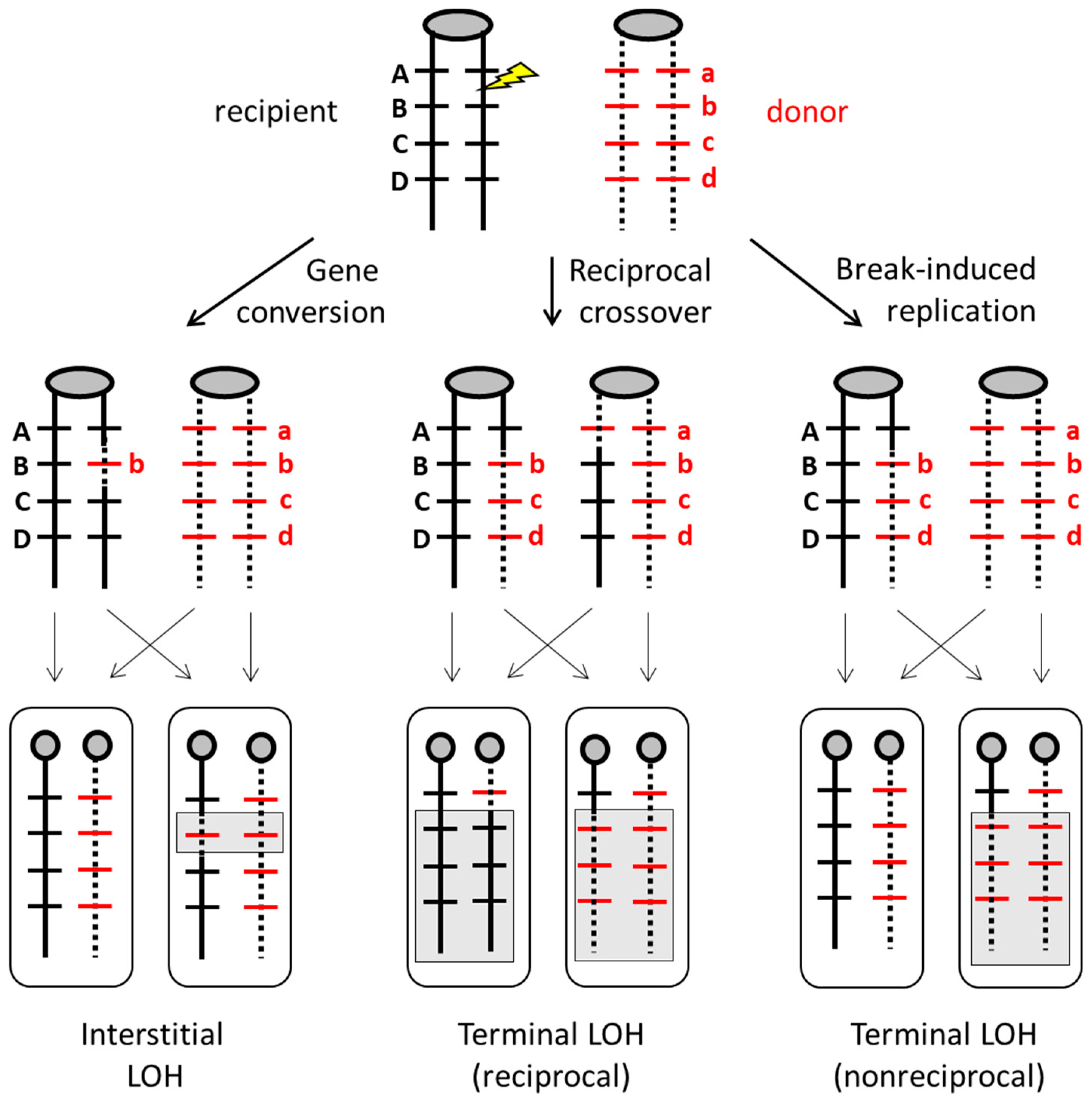Genes 10 00901 g002 Genes 10 00901 g002
