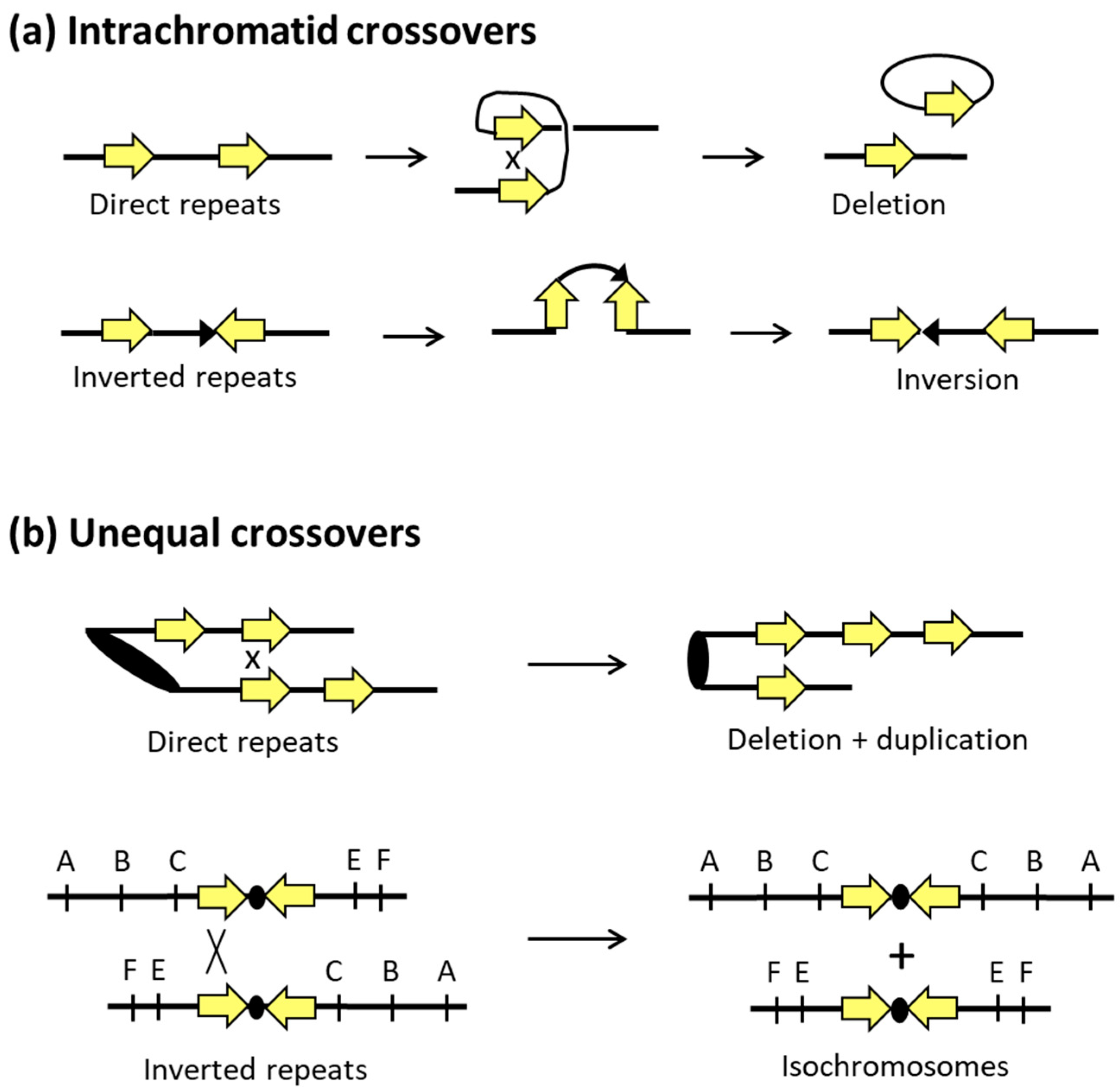 Genes 10 00901 g004 Genes 10 00901 g004