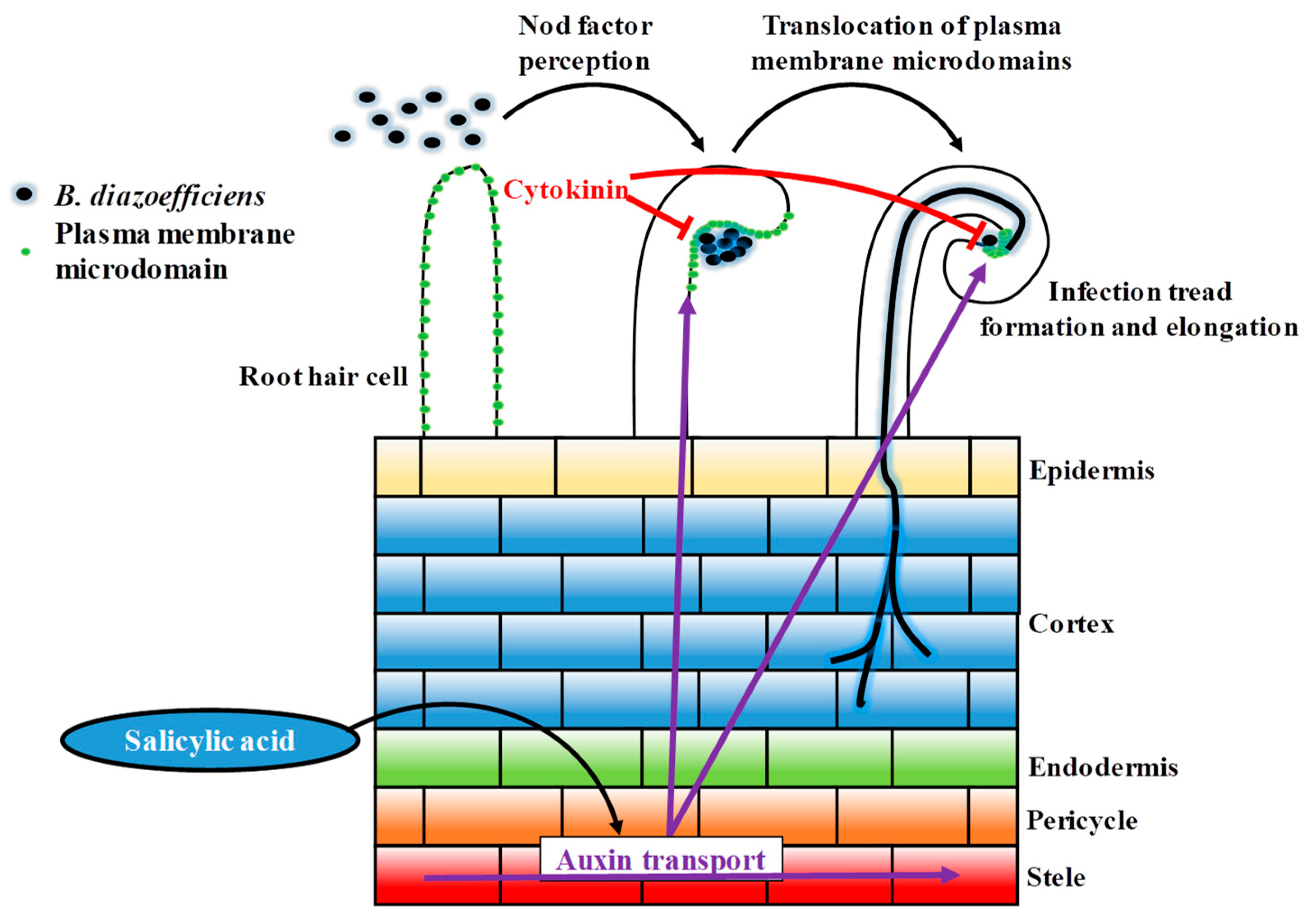 Microscope Labelled Root Hair Cell - Micropedia