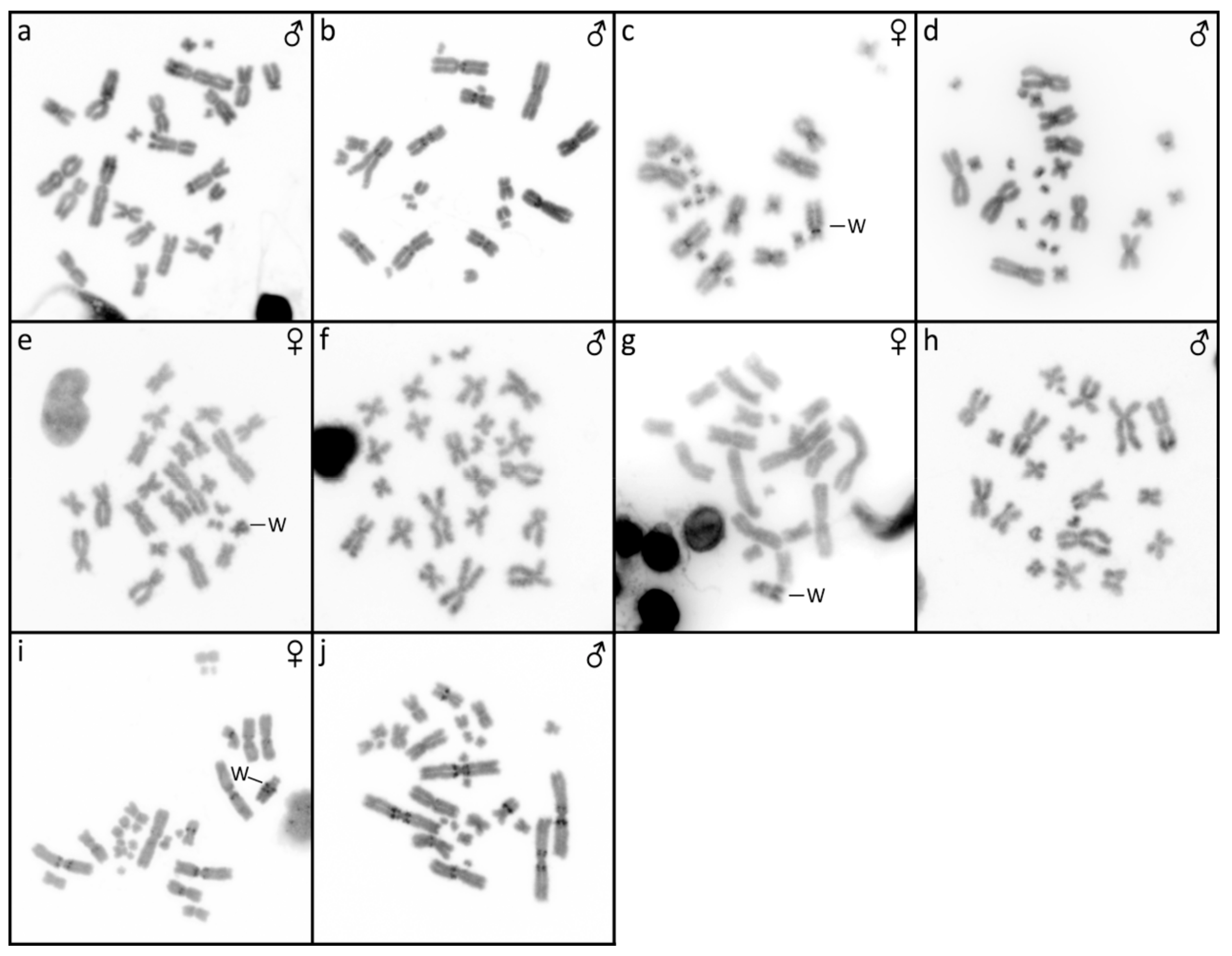 Genes 10 01020 g002 Genes 10 01020 g002