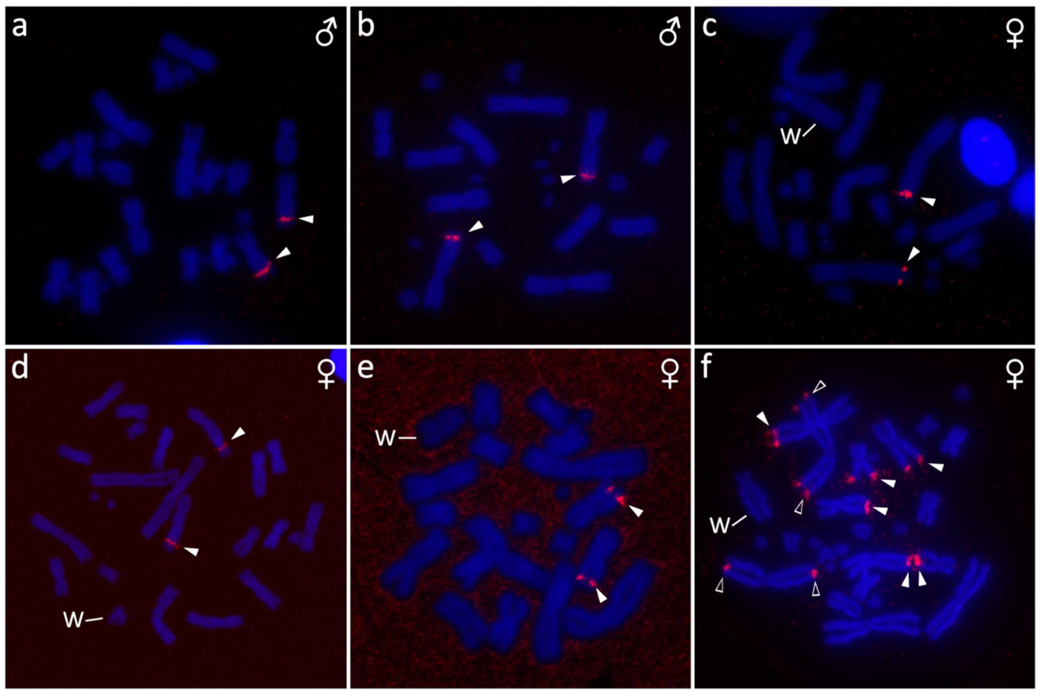 Genes 10 01020 g004 Genes 10 01020 g004