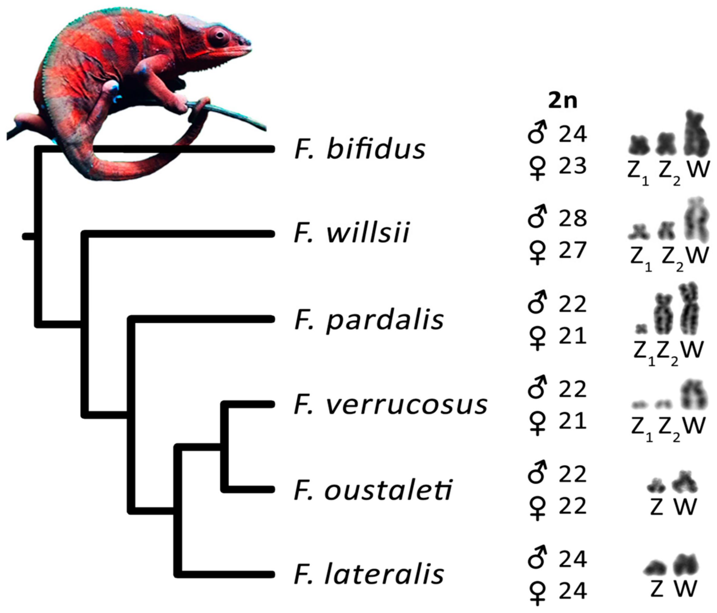 Genes Free Full Text Zzzw Sex Determination With Multiple Neo Sex Chromosomes Is Common In 7383