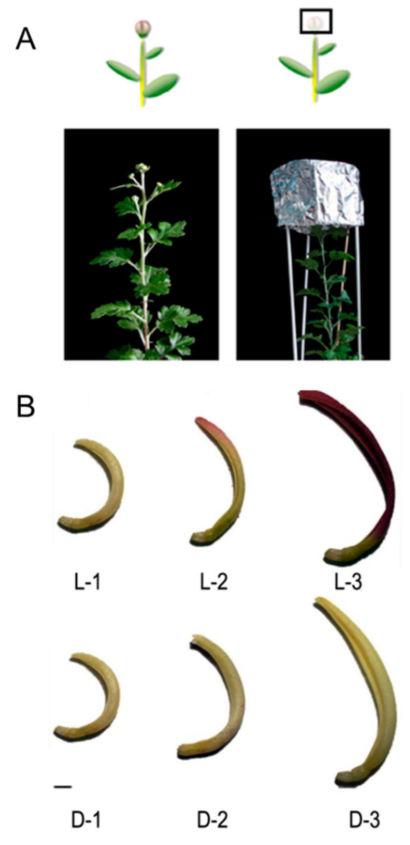 Genes 10 01024 g001 Genes 10 01024 g001
