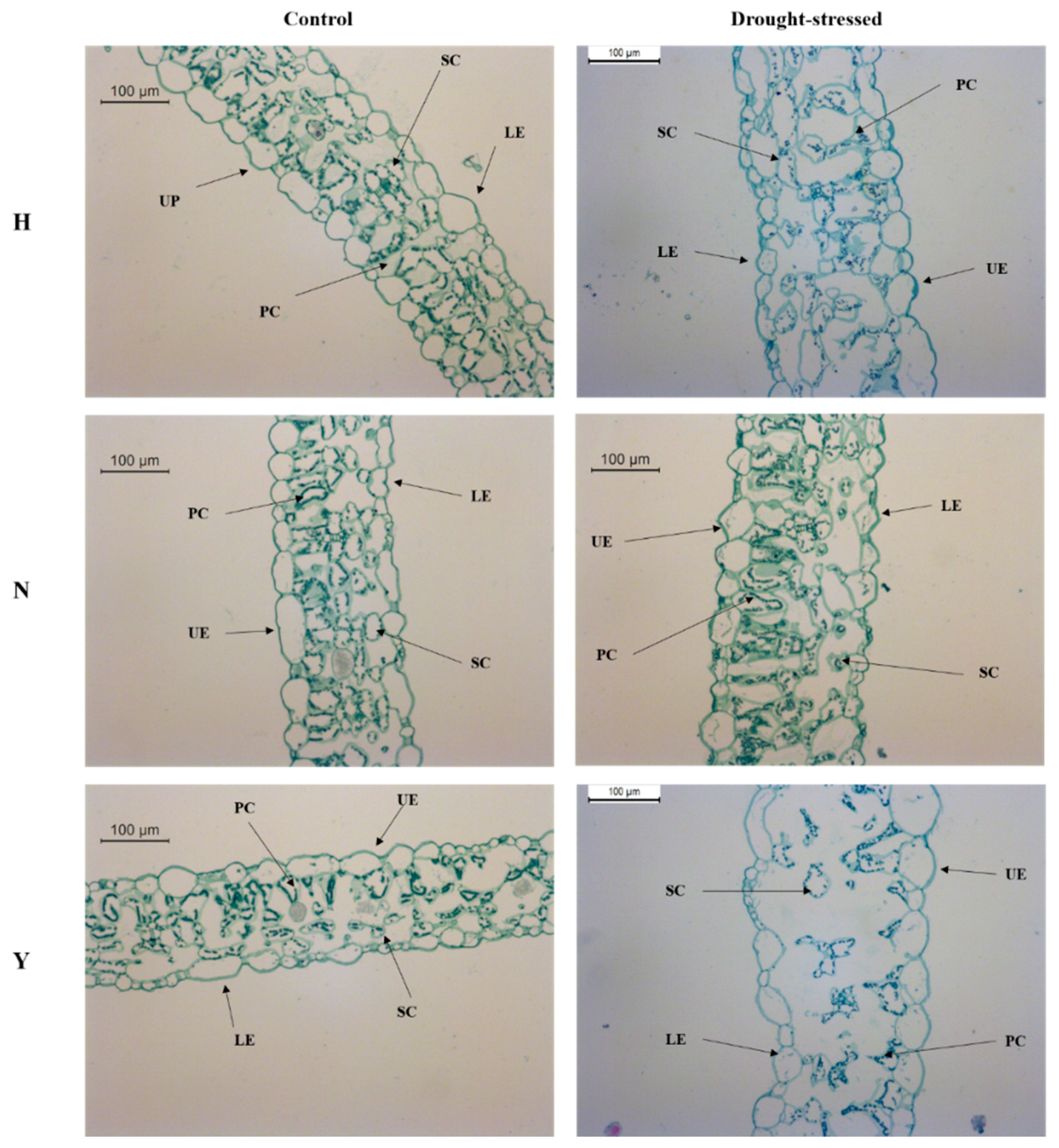 Genes 10 01041 g007 Genes 10 01041 g007