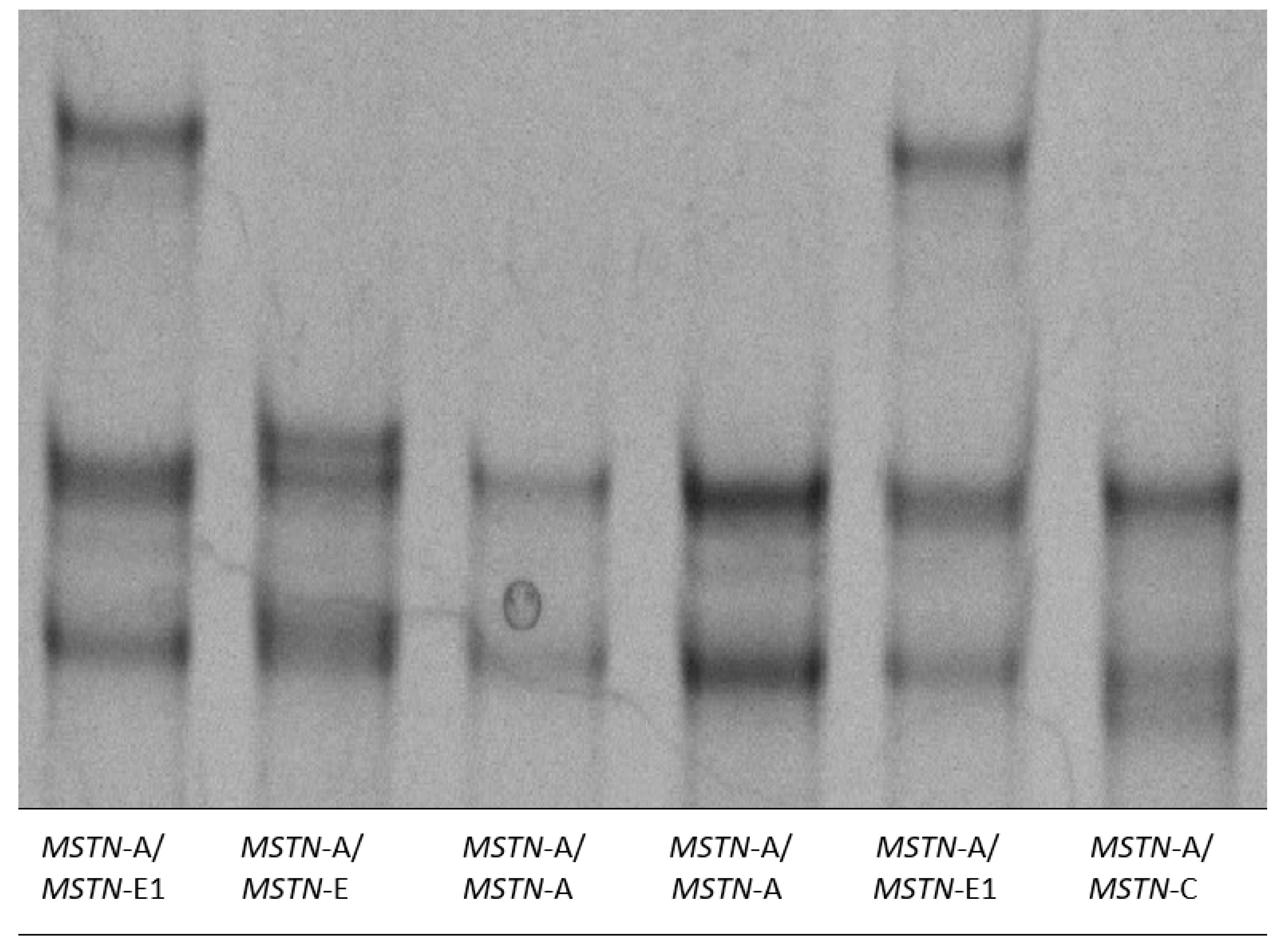 Genes Free Full Text Effects Of Intronic Snps In The Myostatin Gene On Growth And Carcass Traits In Colored Polish Merino Sheep Html