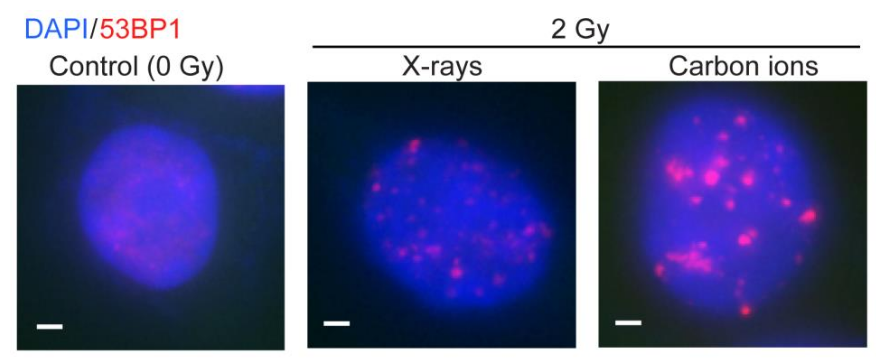Genes 11 00099 g002 Genes 11 00099 g002