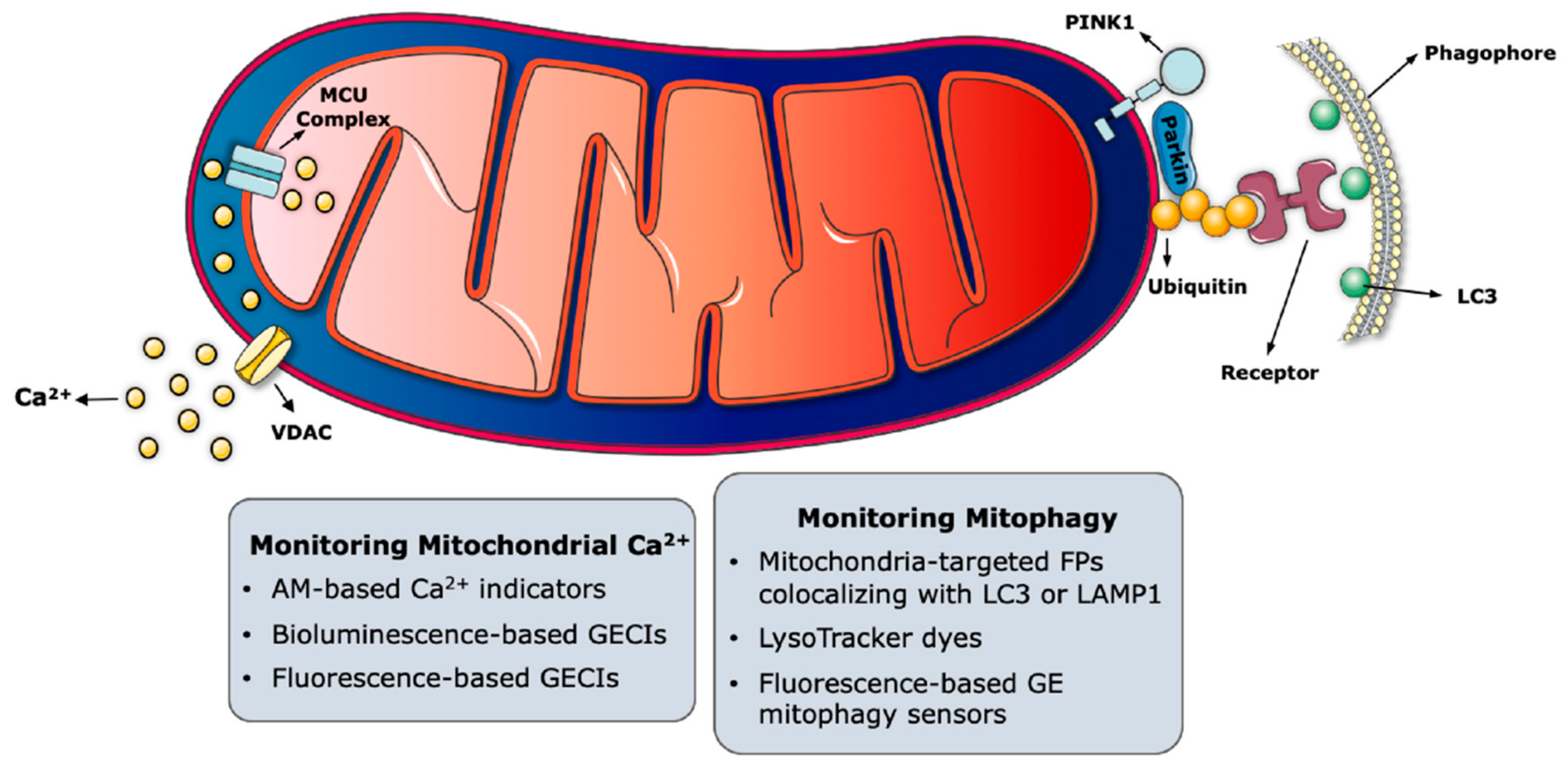 Genes | Free Full-Text | Imaging Mitochondrial Functions: From Fluorescent  Dyes to Genetically-Encoded Sensors | HTML