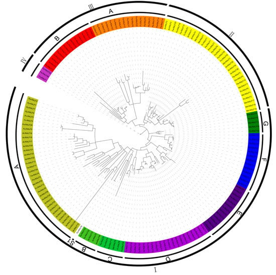 Genes | Free Full-Text | The Genome-Wide Analysis of RALF-Like Genes in ...