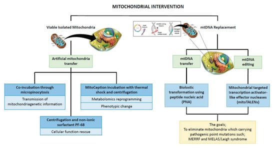 Genes | Free Full-Text | Pathogenic Mitochondria DNA Mutations: Current