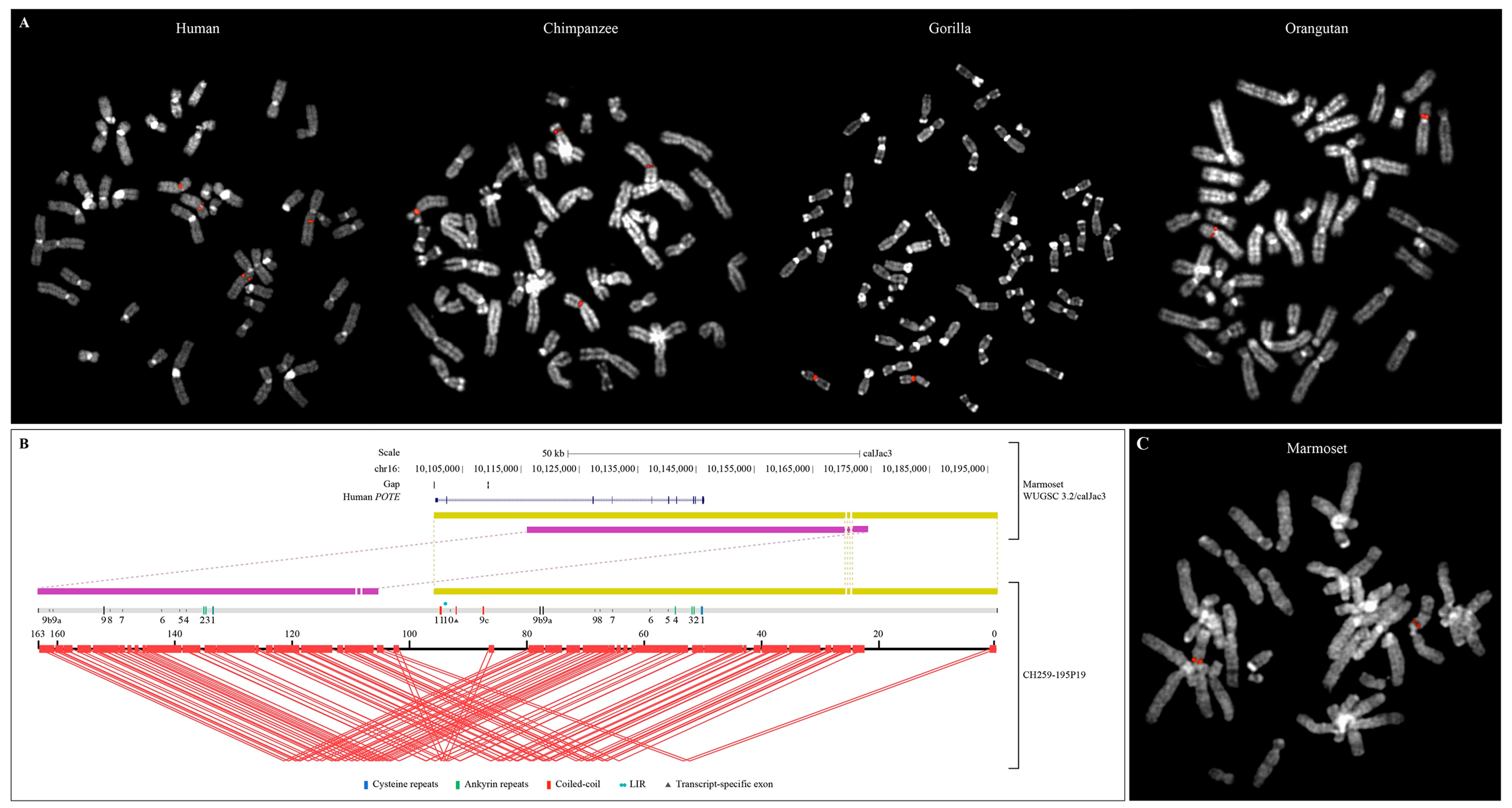 Genes 11 00213 g003 Genes 11 00213 g003
