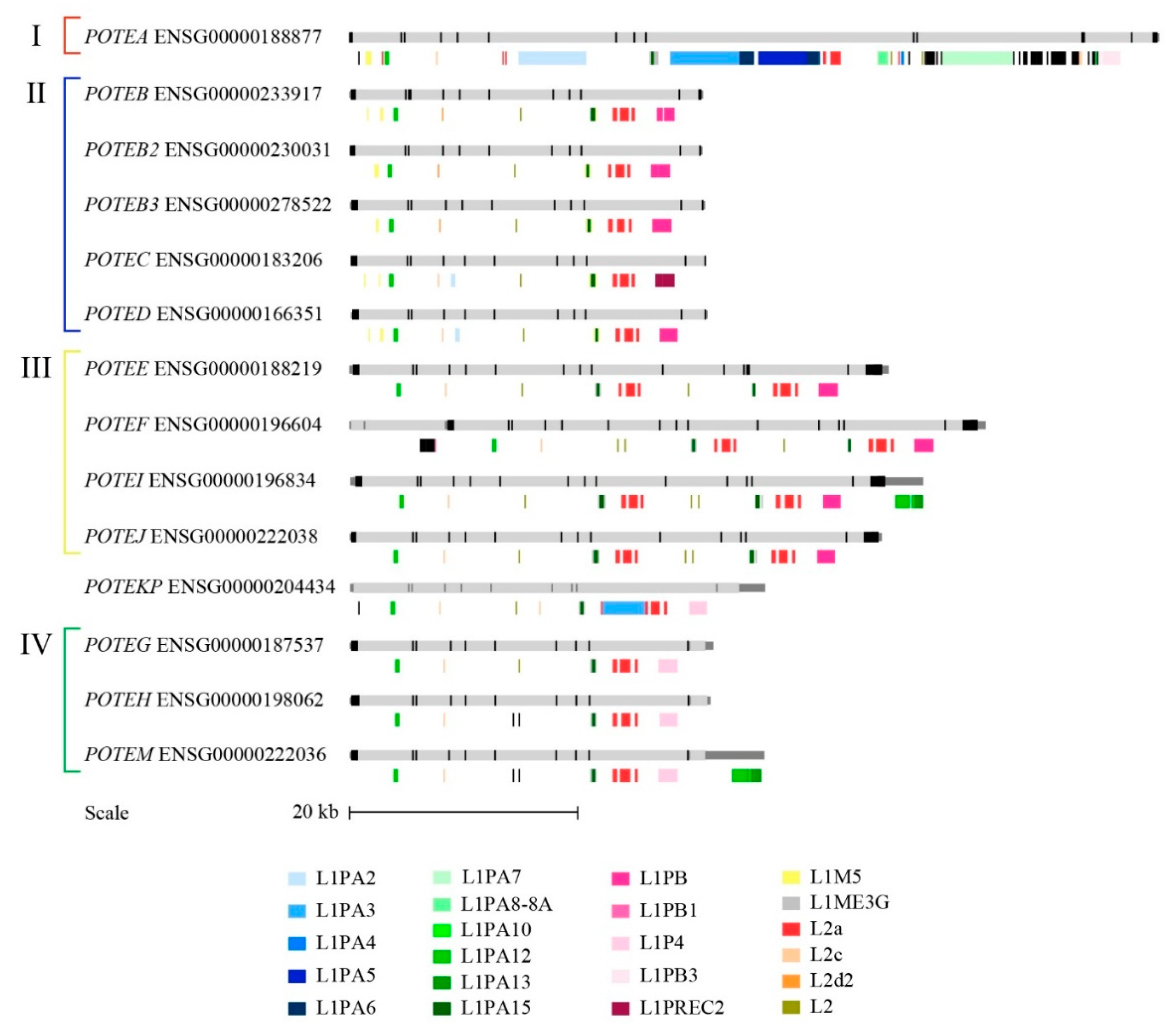 Genes 11 00213 g004 Genes 11 00213 g004