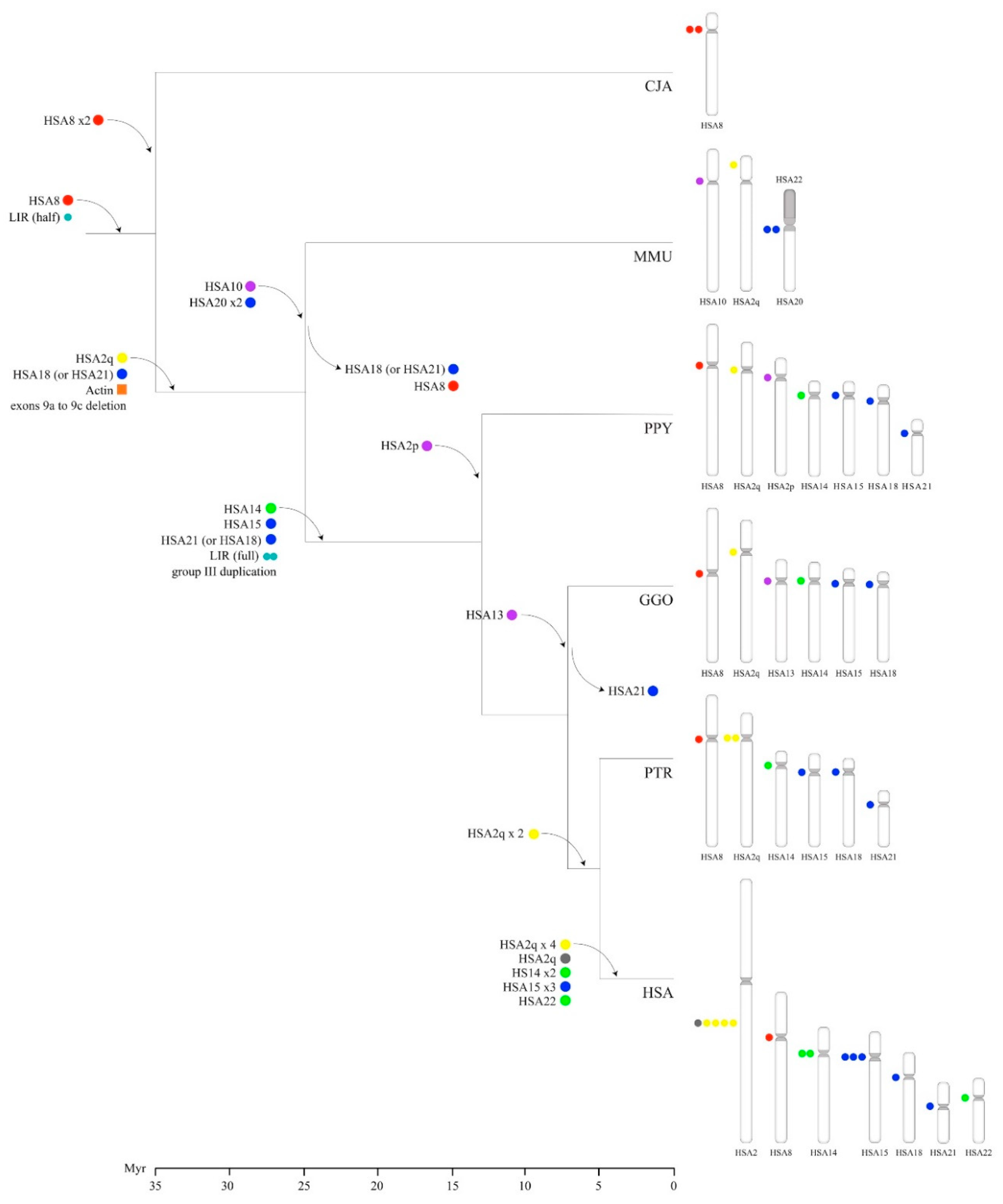 Genes 11 00213 g006 Genes 11 00213 g006