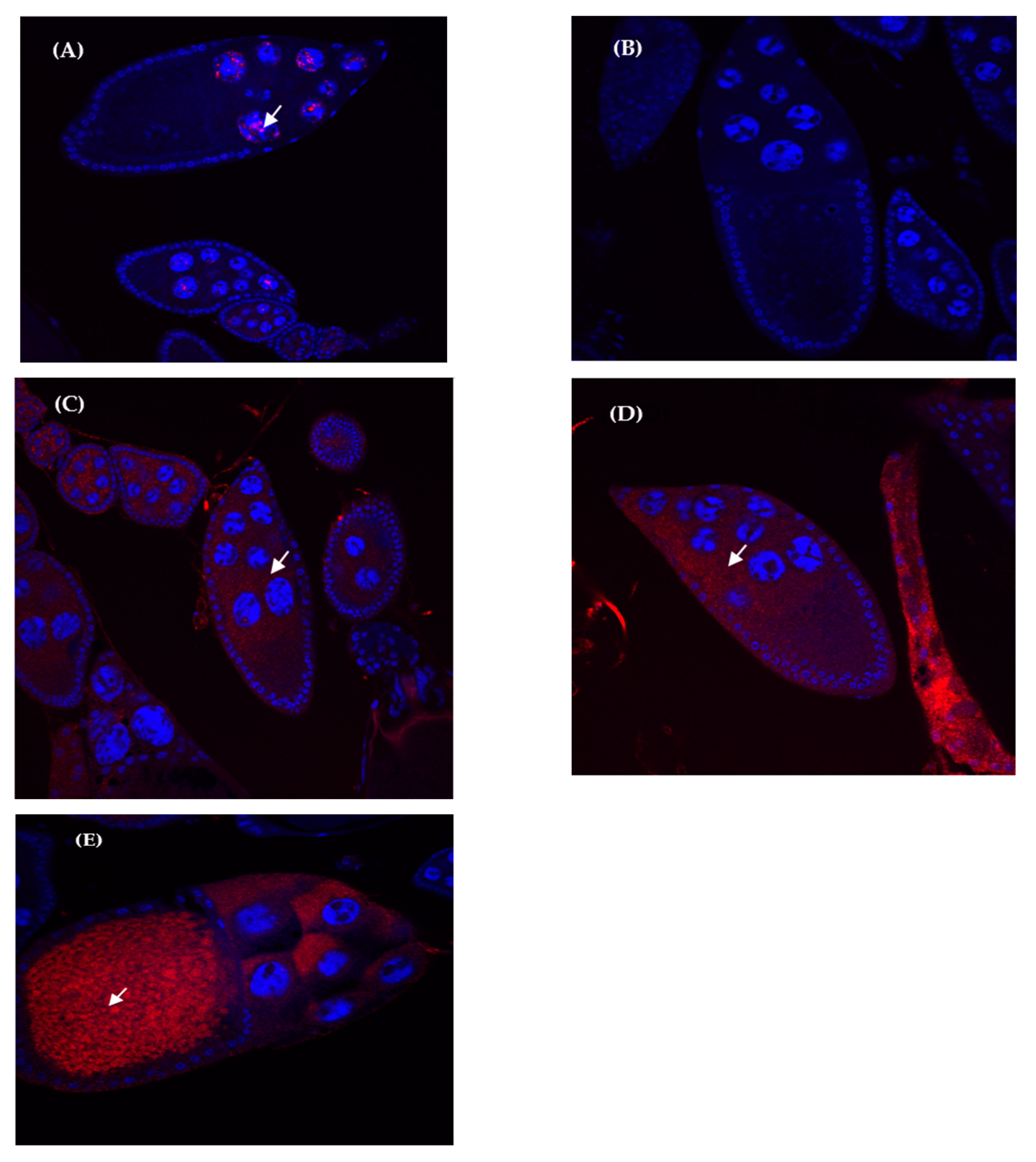 Genes 11 00215 g003 Genes 11 00215 g003
