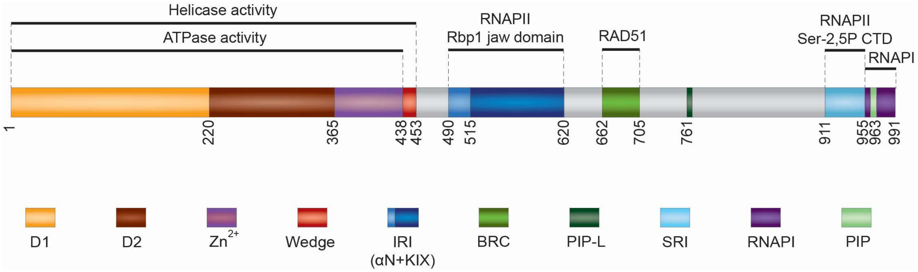 Genes 11 00232 g001 Genes 11 00232 g001