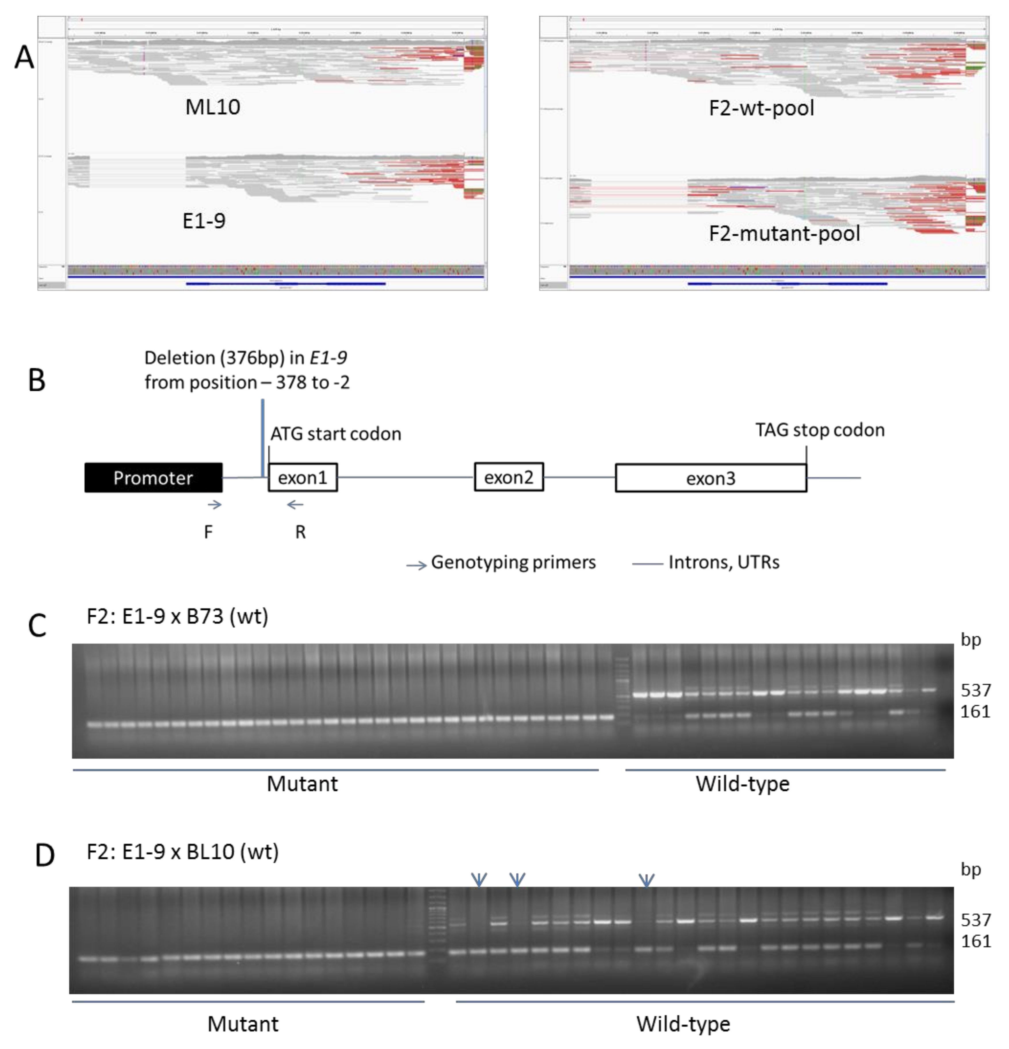 Genes 11 00281 g003 Genes 11 00281 g003