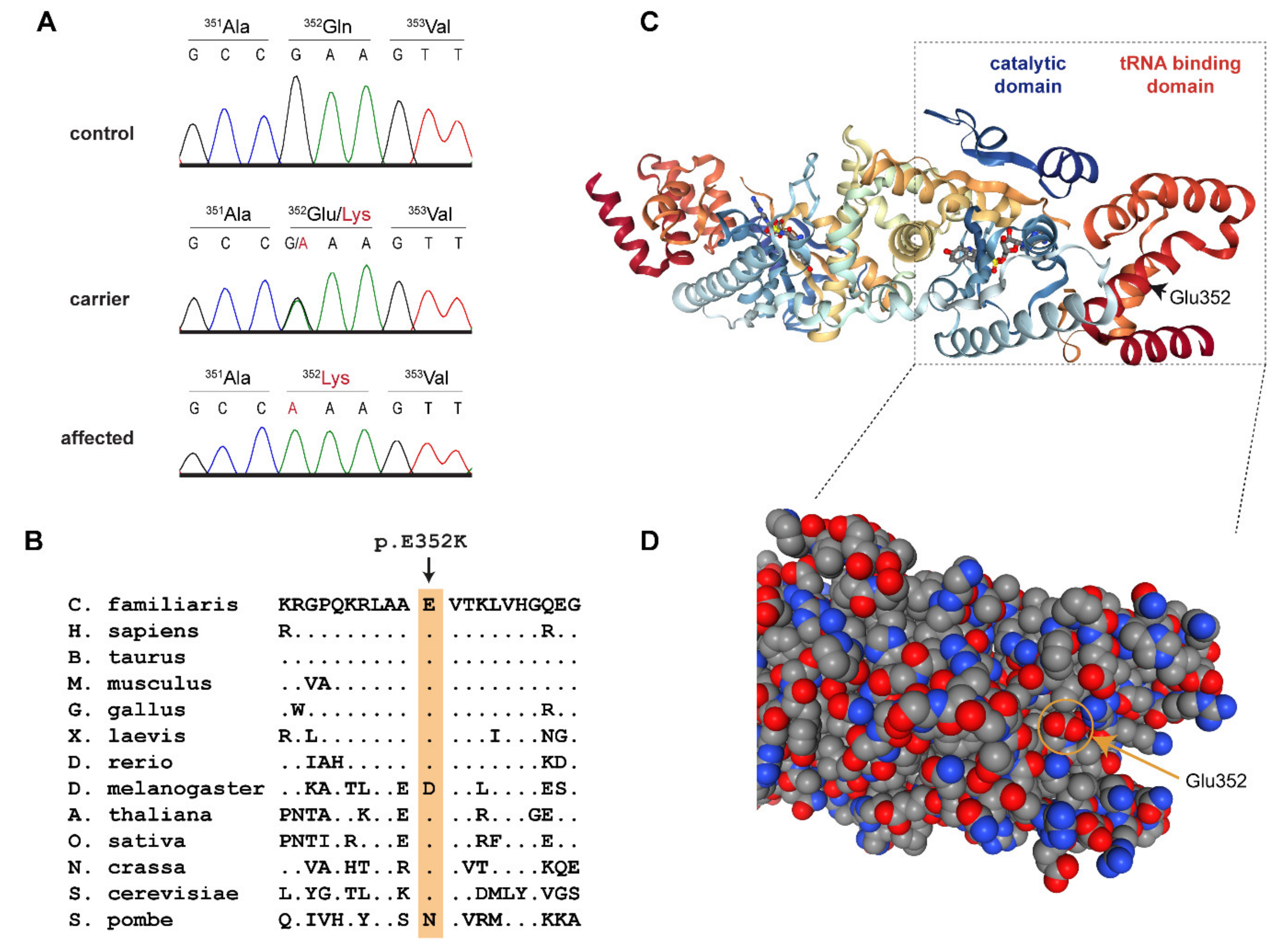 Genes Free Full Text Yars2 Missense Variant In Belgian Shepherd Dogs With Cardiomyopathy And Juvenile Mortality Html