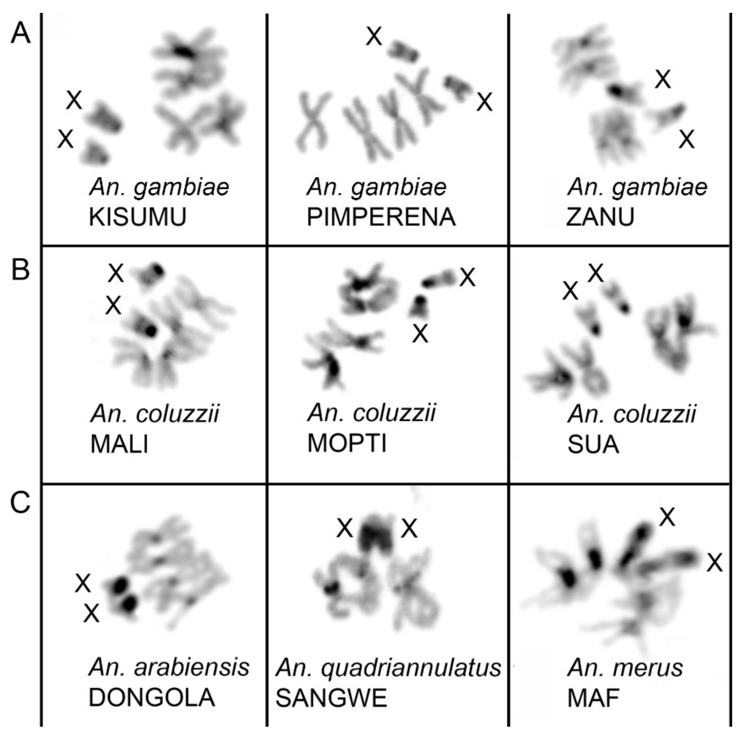 Genes | Free Full-Text | Structural Variation of the X Chromosome  Heterochromatin in the Anopheles gambiae Complex