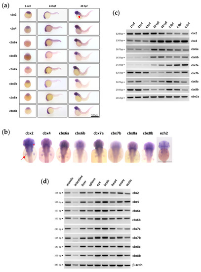 Genes | Free Full-Text | The Polycomb Orthologues in Teleost Fishes and  Their Expression in the Zebrafish Model