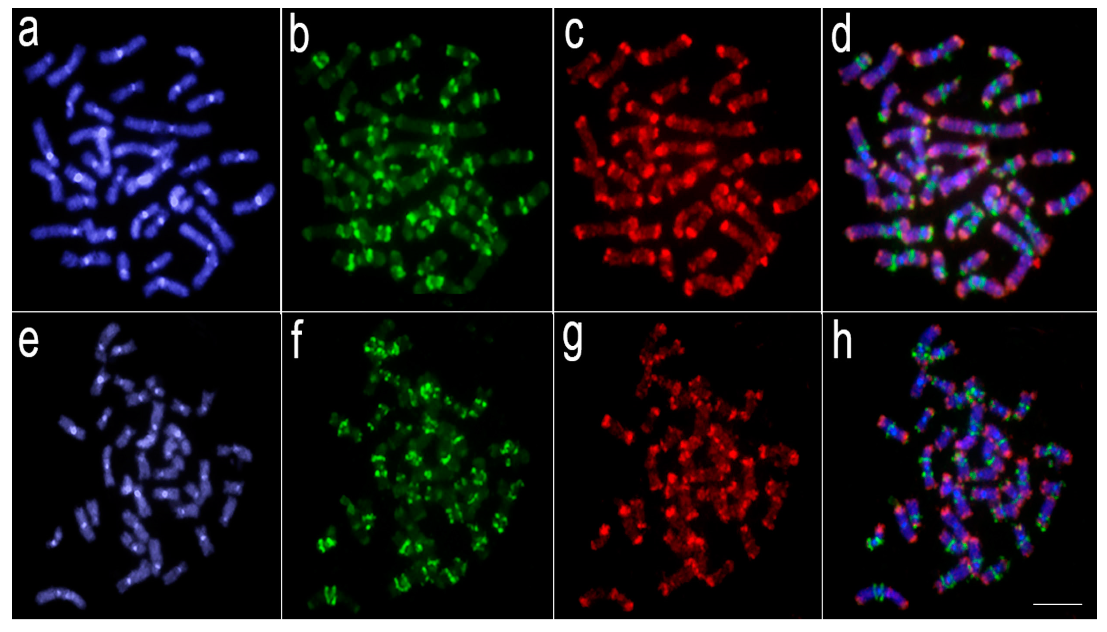 Genes 11 00365 g003 Genes 11 00365 g003