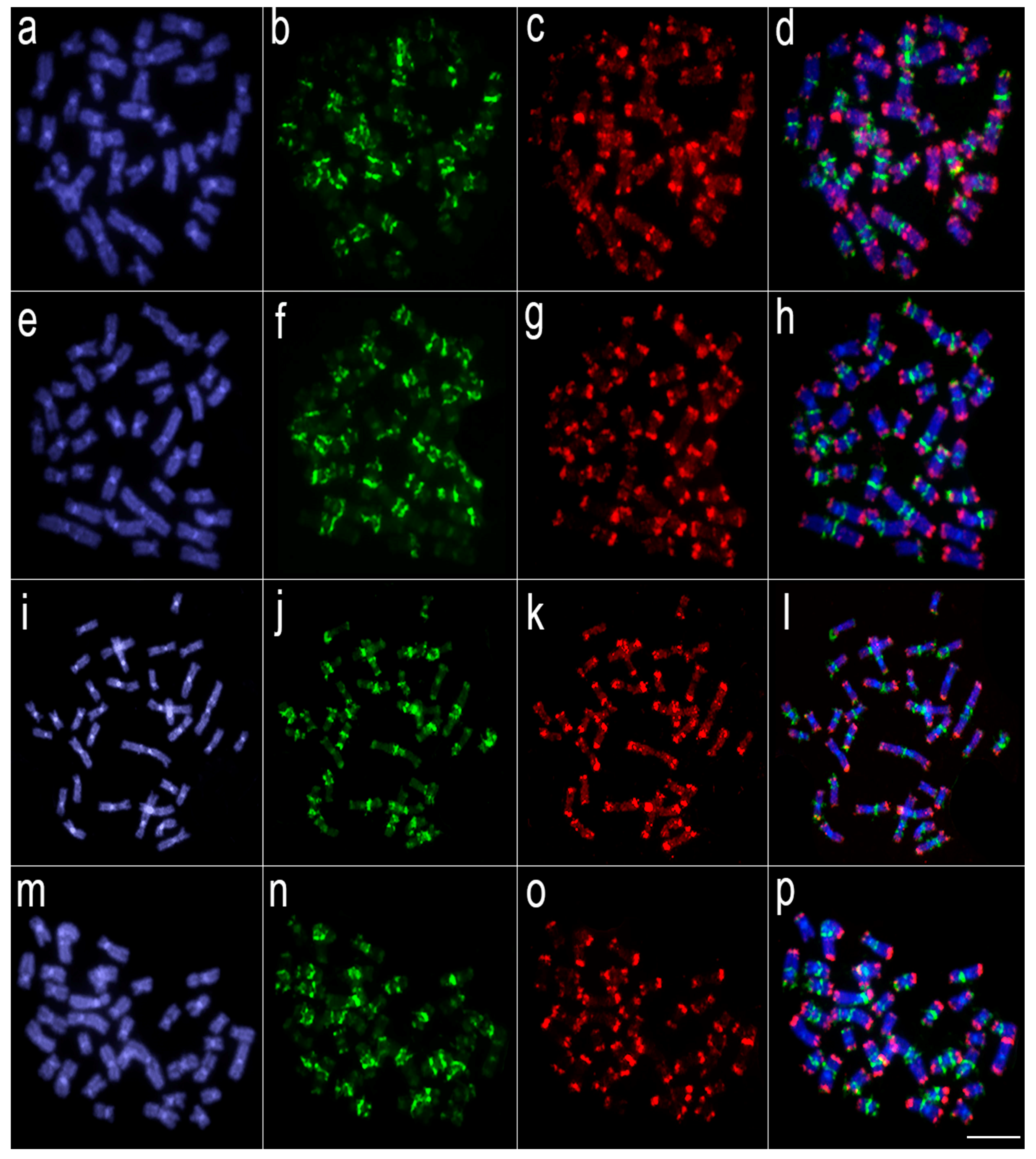 Genes 11 00365 g004 Genes 11 00365 g004