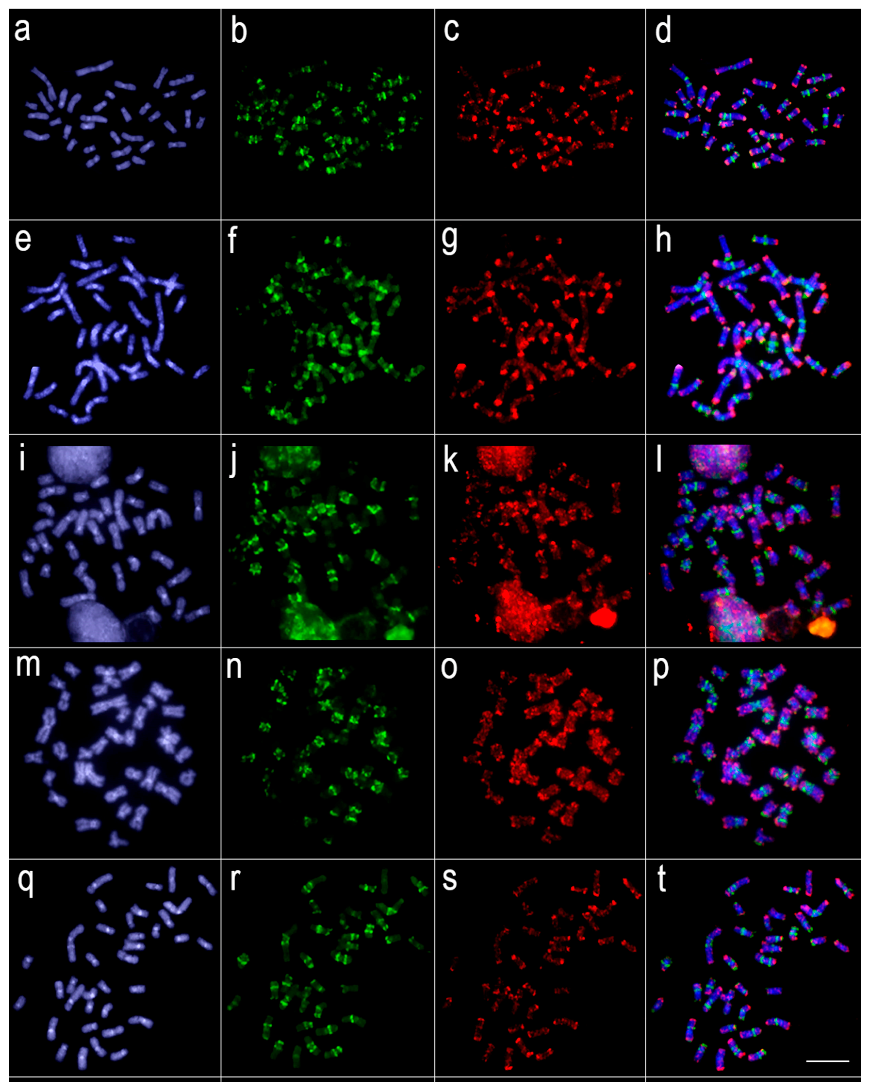 Genes 11 00365 g005 Genes 11 00365 g005