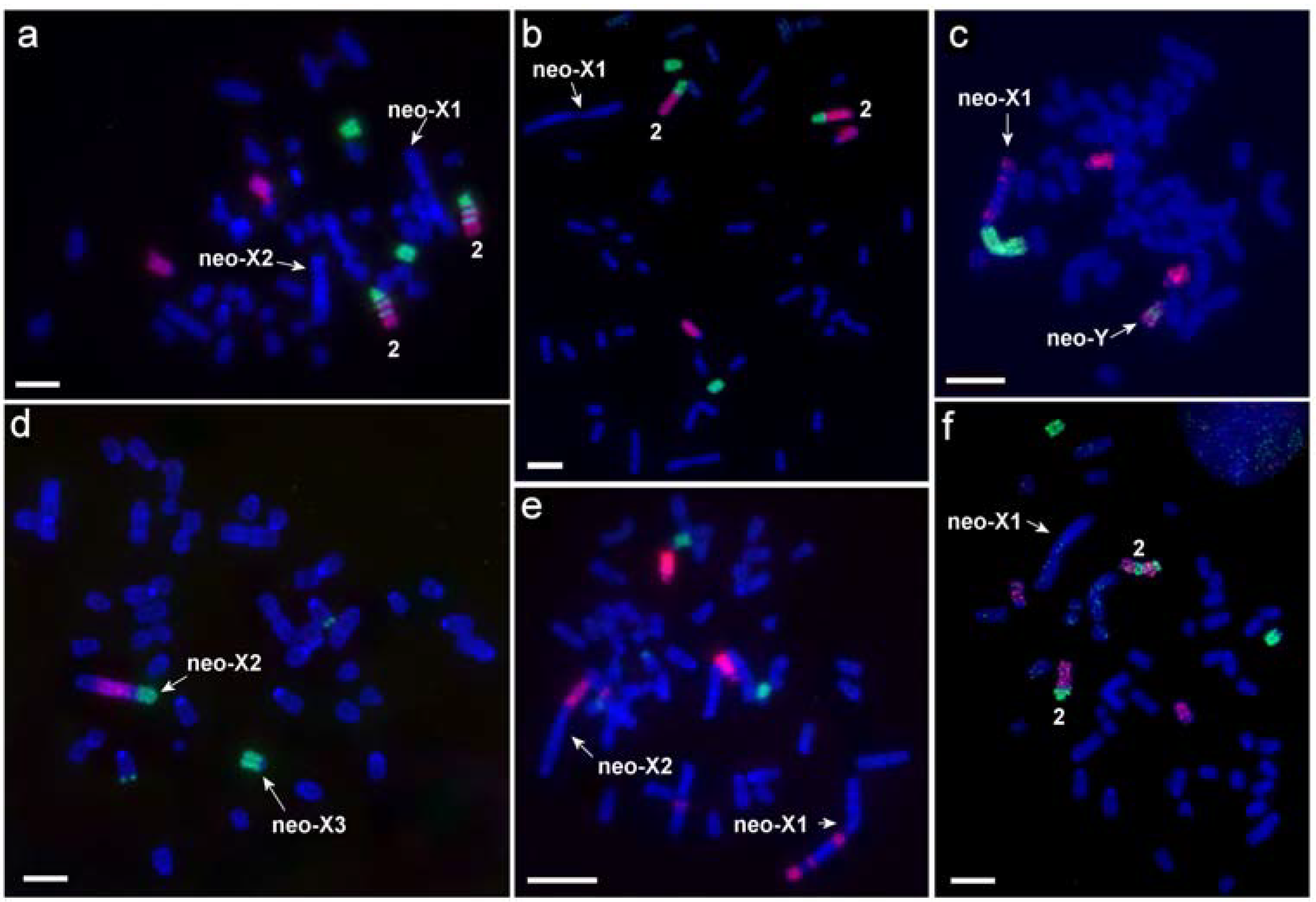 Genes | Free Full-Text | Complex Structure of Lasiopodomys mandarinus