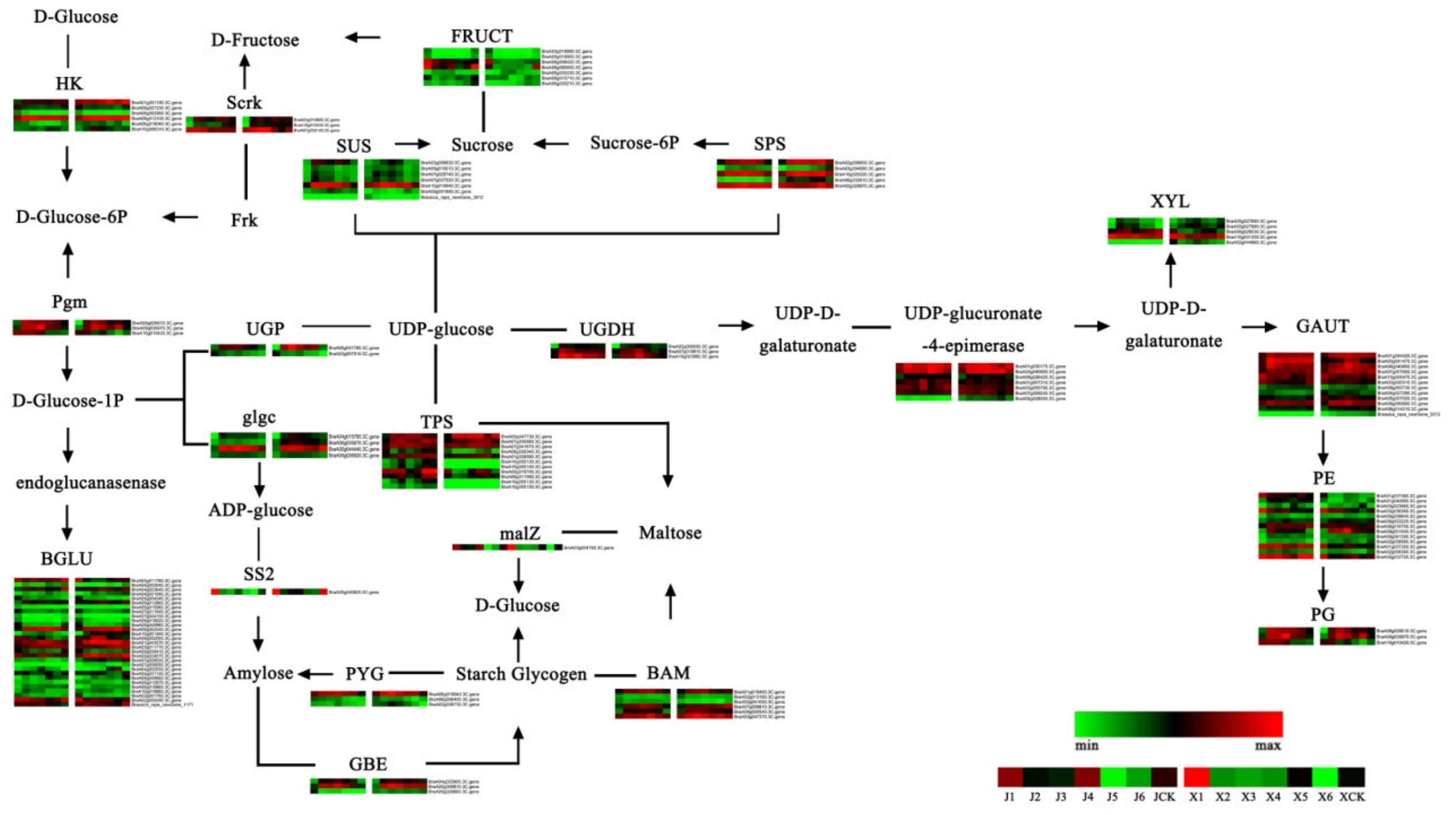 Genes | Free Full-Text | Comparative Transcriptome Analysis of Gene ...