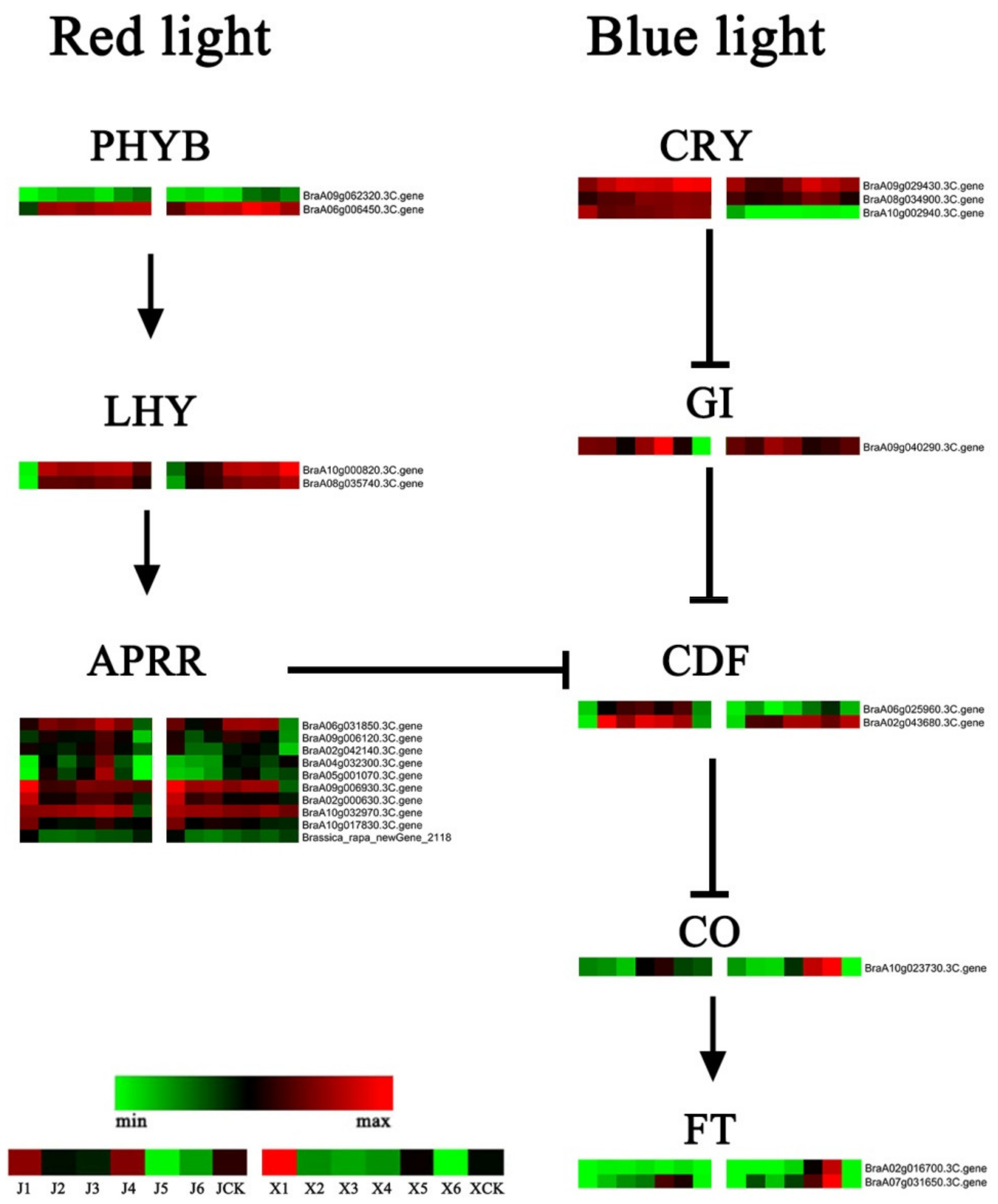 Genes 11 00392 g007 Genes 11 00392 g007