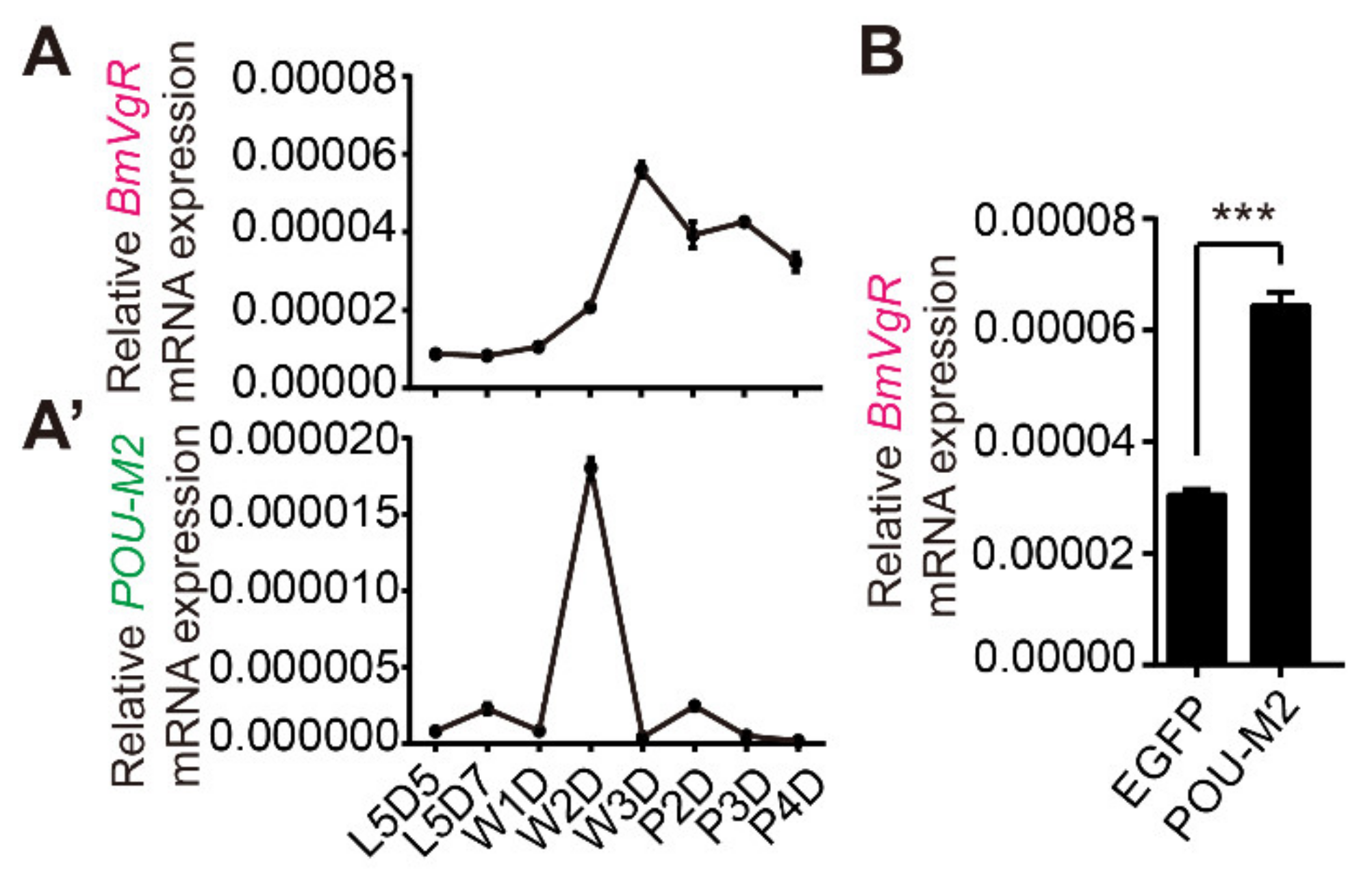 POU-M2 promotes juvenile hormone biosynthesis by directly