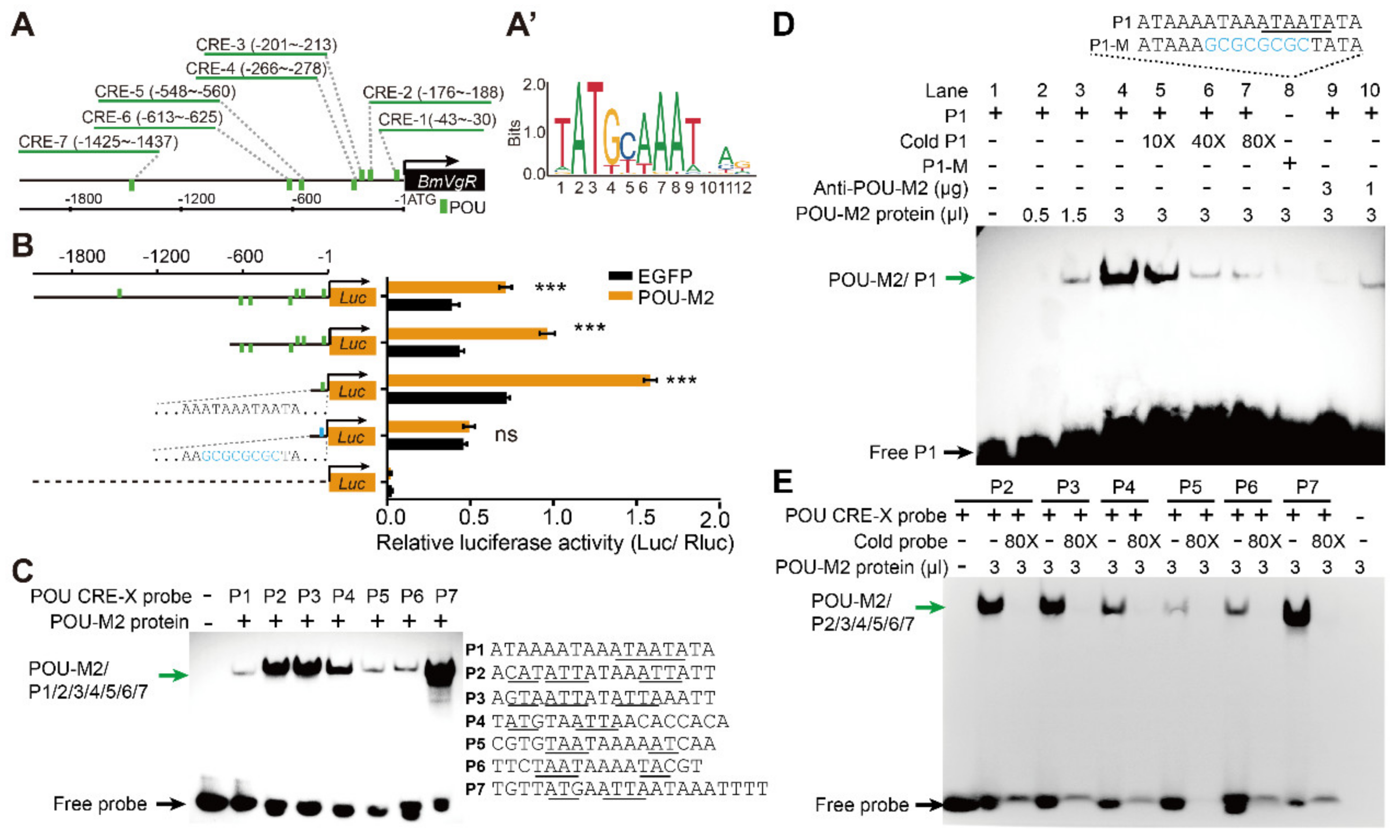POU-M2 promotes juvenile hormone biosynthesis by directly activating the  transcription of juvenile hormone synthetic enzyme genes in Bombyx mori