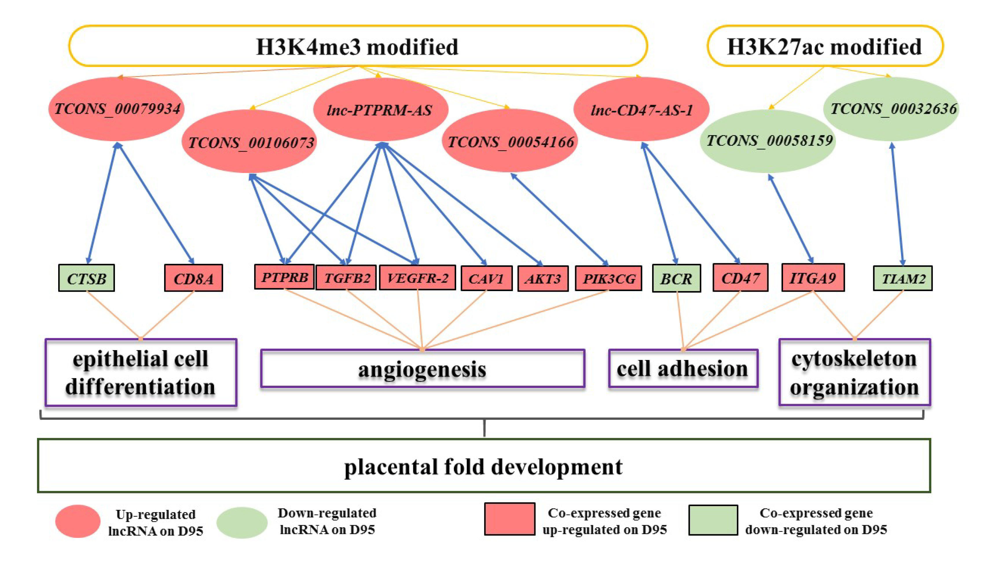 Genes Free Full Text Transcriptomic And Chip Seq Integrative