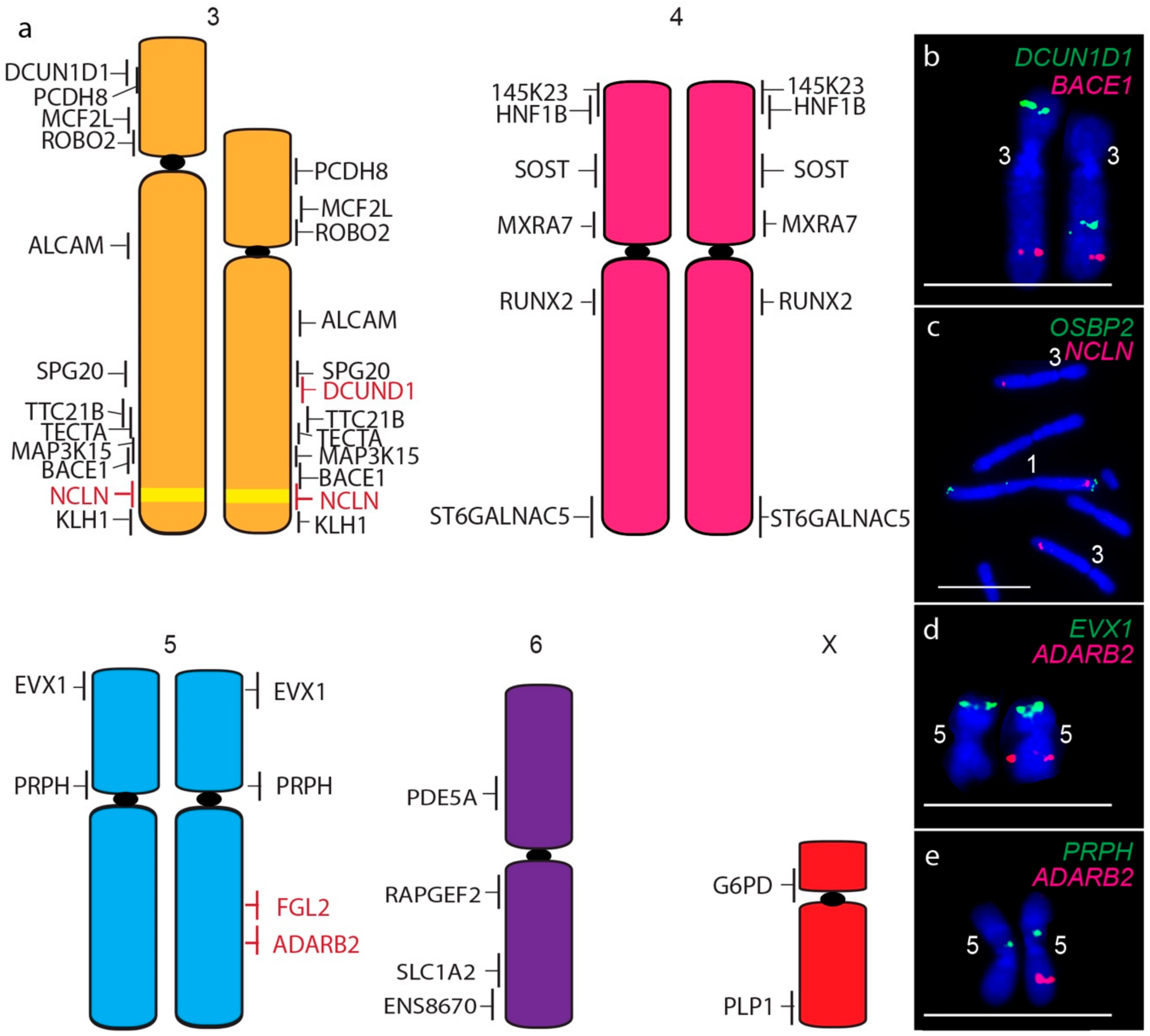 Genes 11 00480 g004