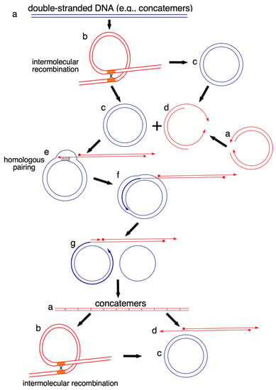 Genes | Free Full-Text | Rolling-Circle Replication in Mitochondrial DNA  Inheritance: Scientific Evidence and Significance from Yeast to Human Cells