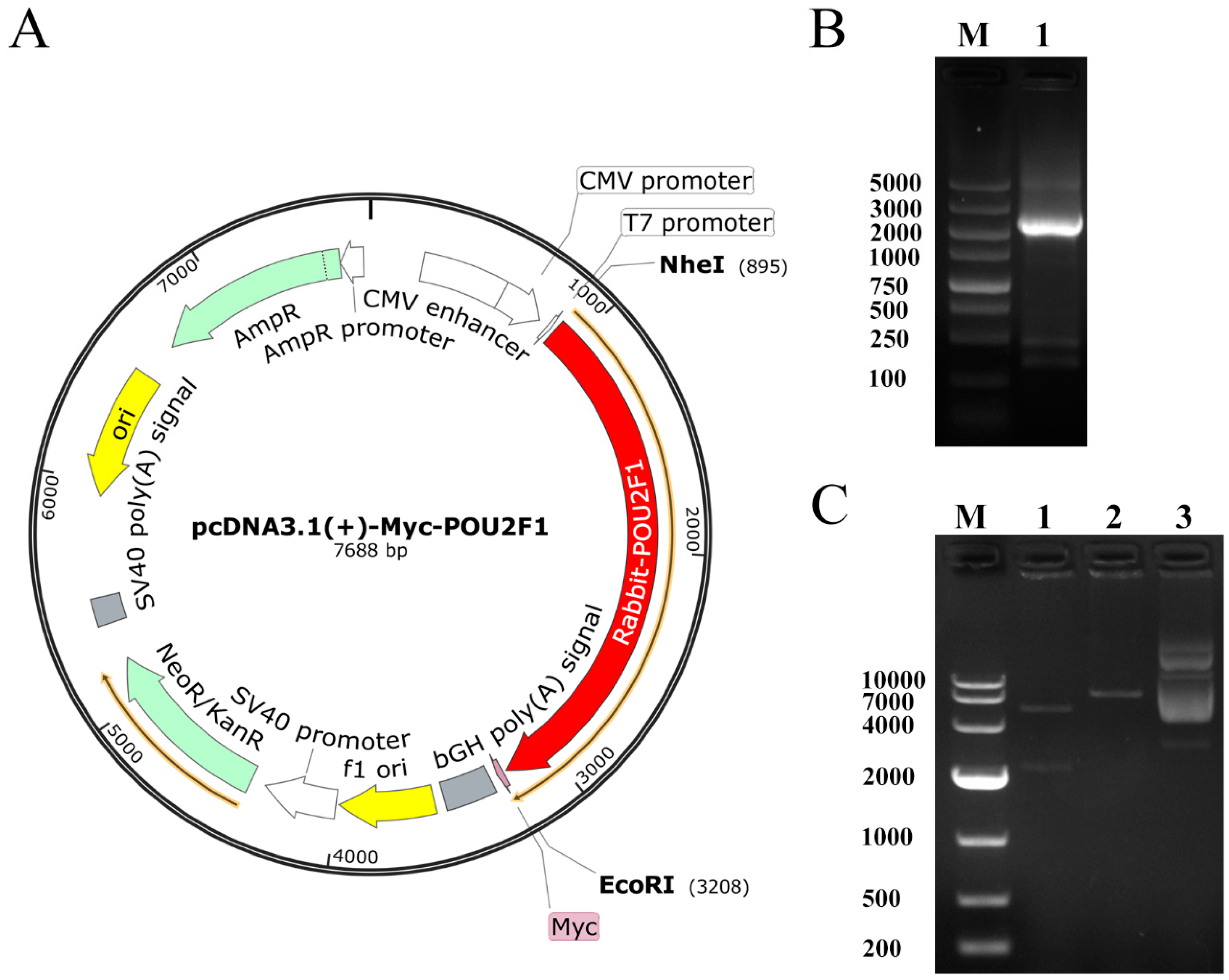 Genes | Free Full-Text | Characterization of POU2F1 Gene and Its Potential  Impact on the Expression of Genes Involved in Fur Color Formation in Rex  Rabbit