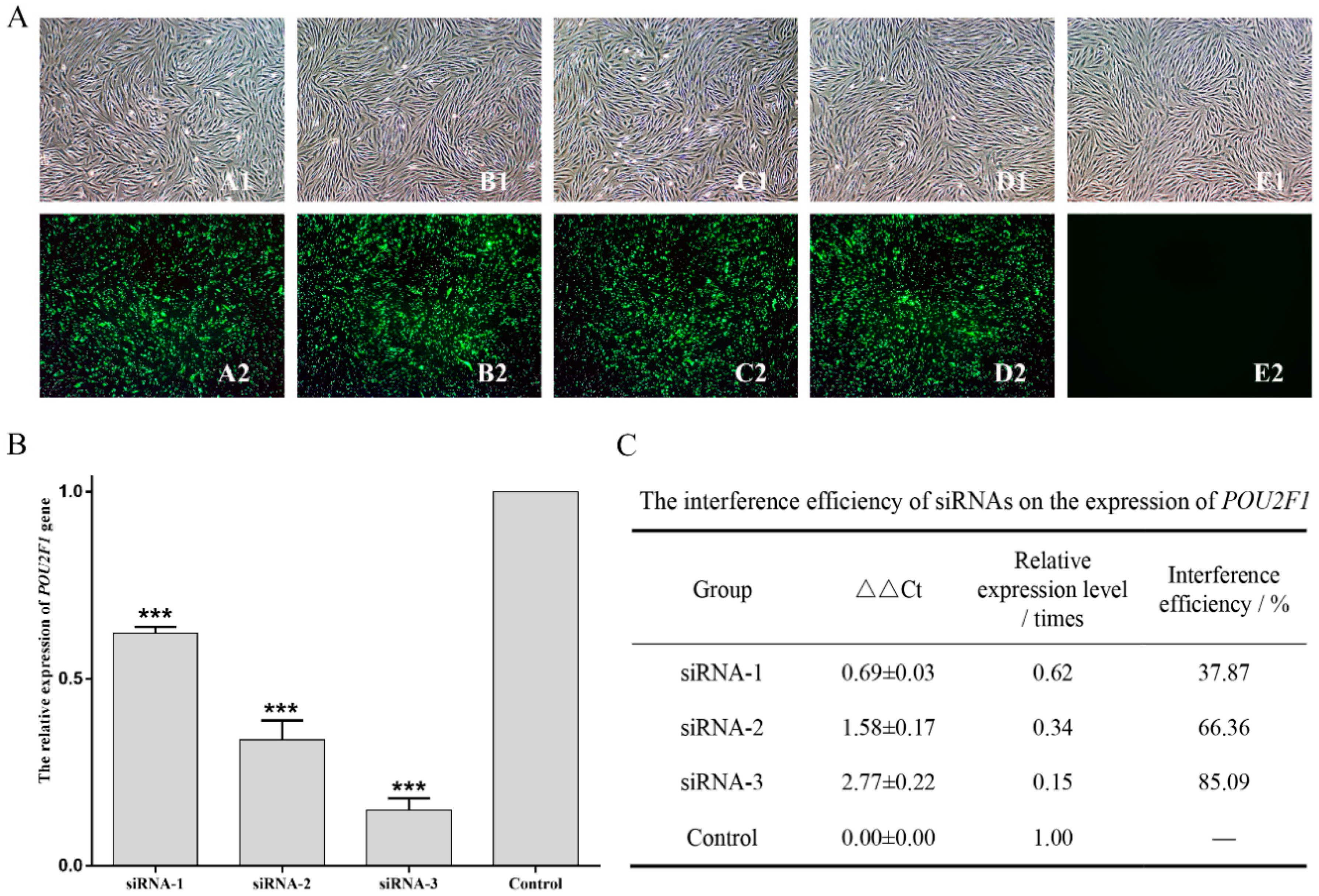 Genes 11 00575 g004 Genes 11 00575 g004