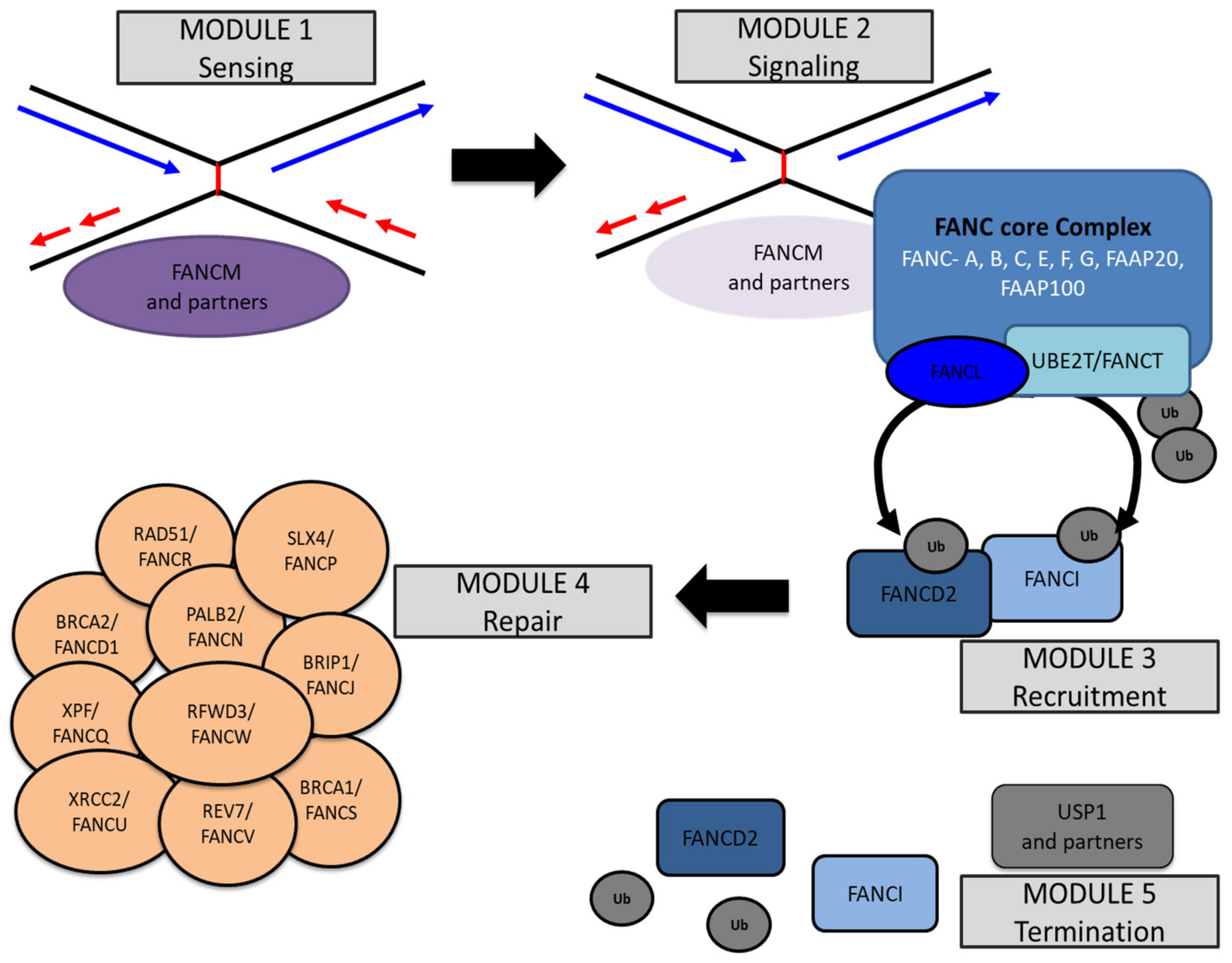 Genes 11 00585 g002 Genes 11 00585 g002