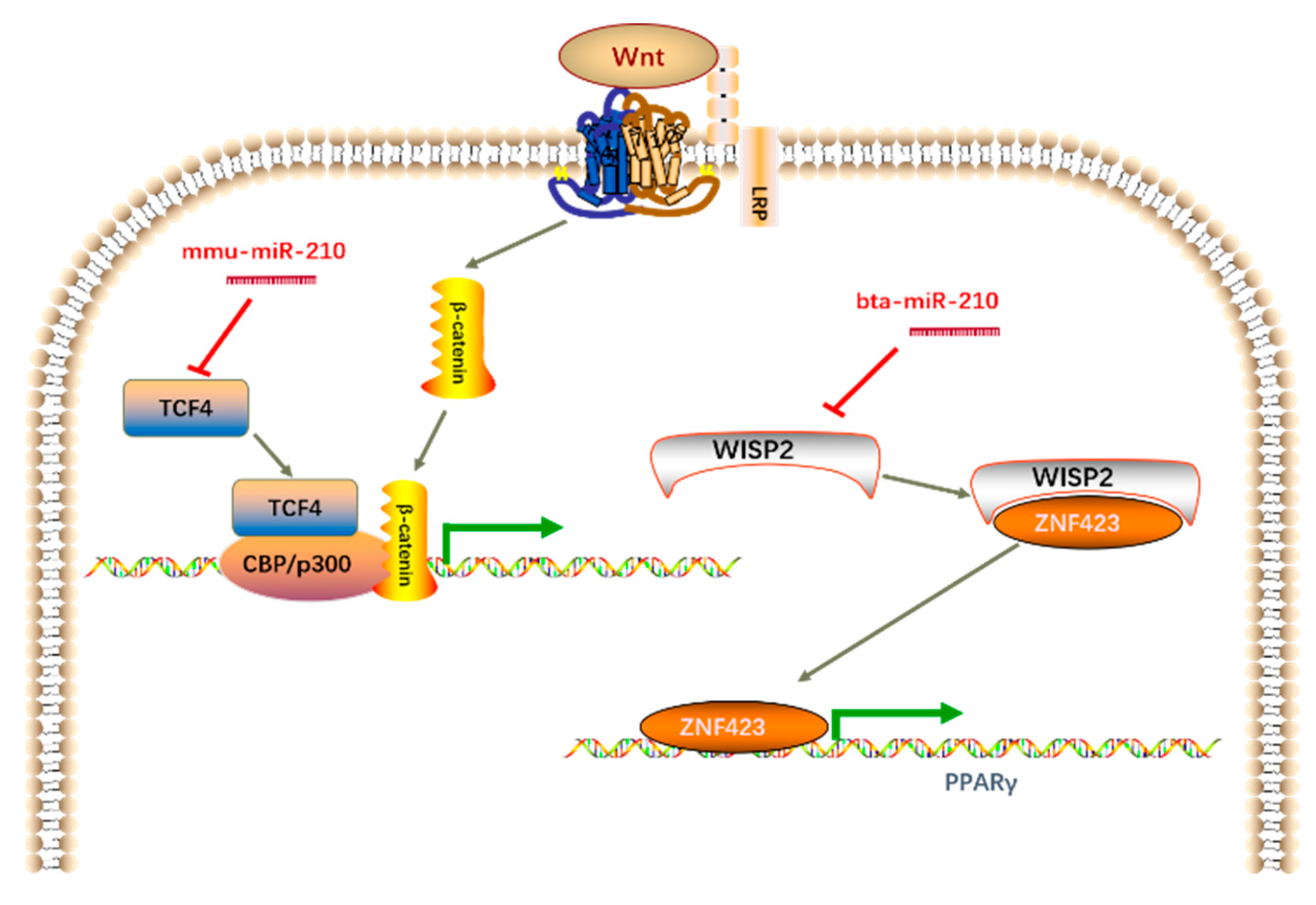 Genes 11 00601 g007 Genes 11 00601 g007