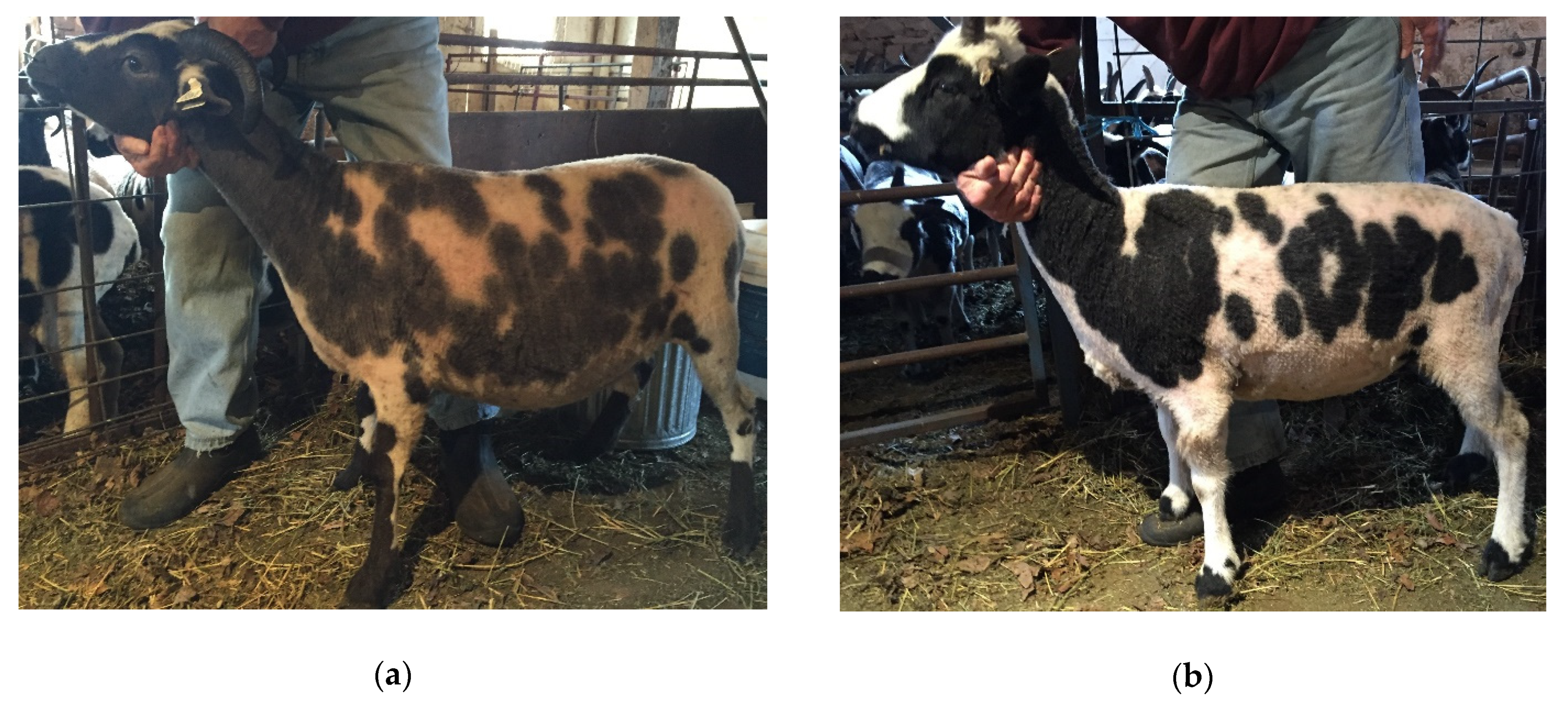 Genes 11 00618 g001a Genes 11 00618 g001a